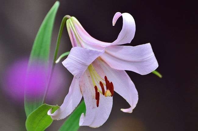 朝ドラ【らんまん】植物好き目線でお話ししませんか🍀