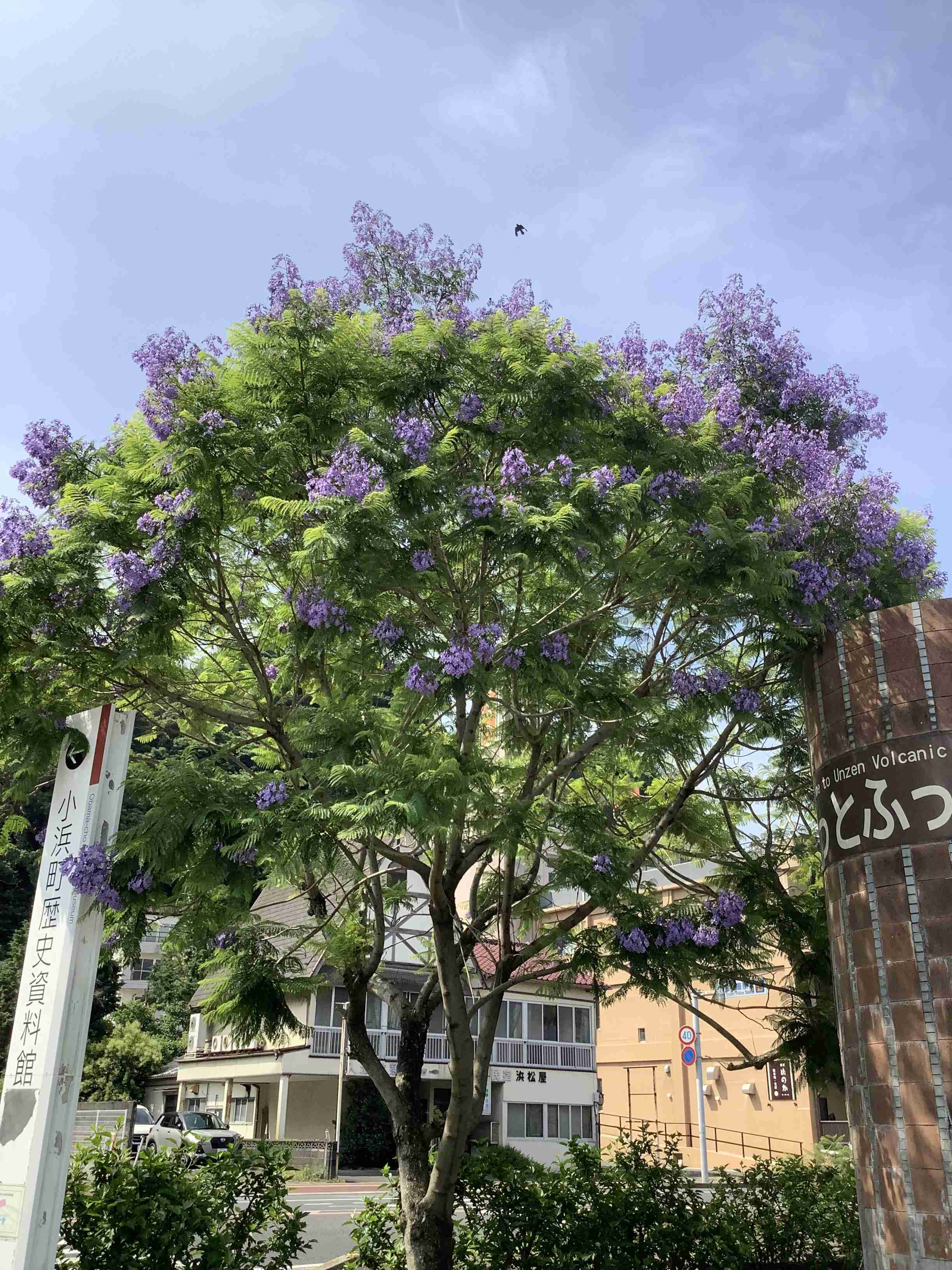 朝ドラ【らんまん】植物好き目線でお話ししませんか🍀