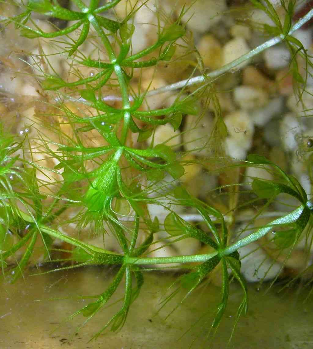 朝ドラ【らんまん】植物好き目線でお話ししませんか🍀