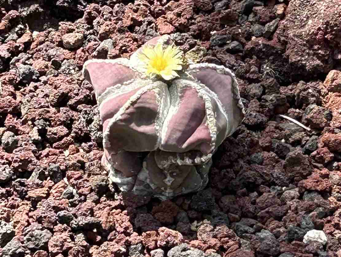 朝ドラ【らんまん】植物好き目線でお話ししませんか🍀