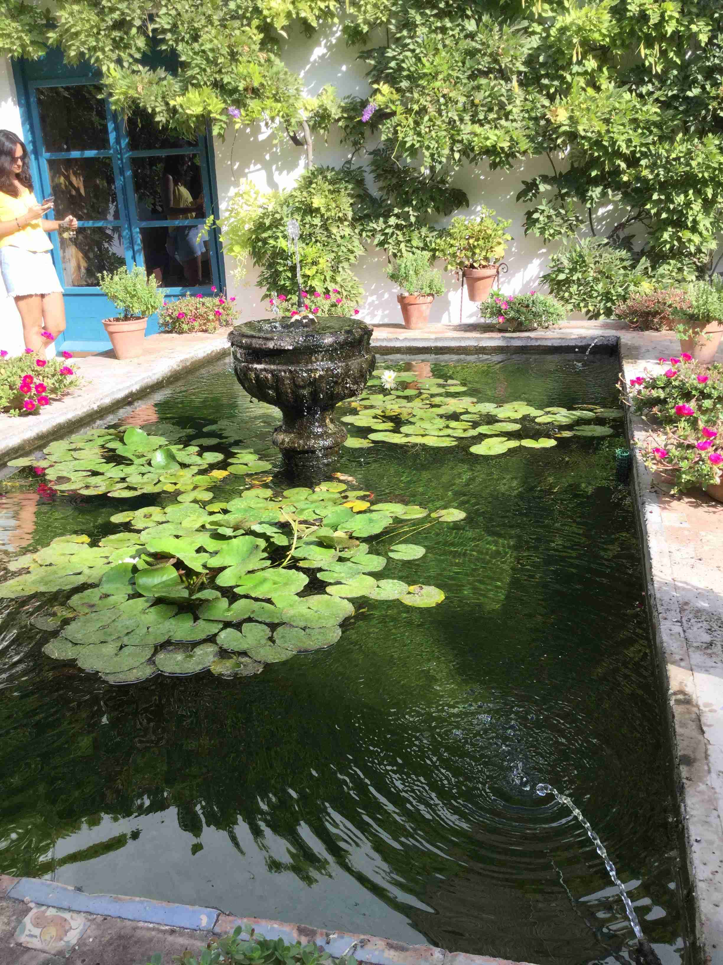 朝ドラ【らんまん】植物好き目線でお話ししませんか🍀