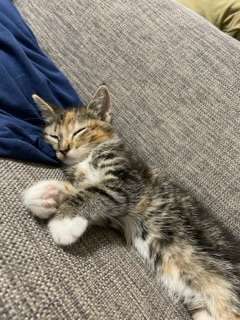 【身バレしない程度に】お宅の愛猫ちゃんを見せてください！part11 