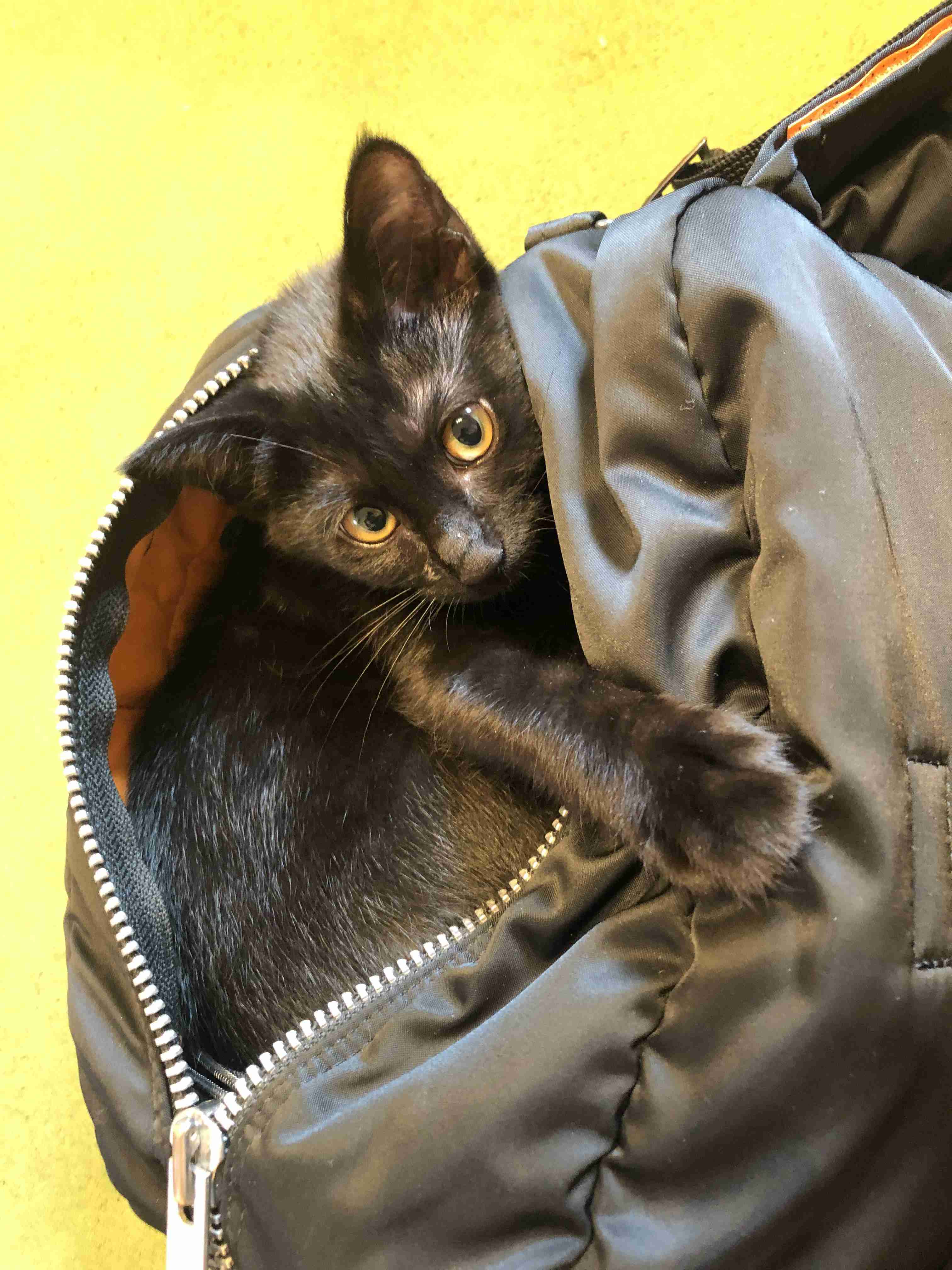 【身バレしない程度に】お宅の愛猫ちゃんを見せてください！part11 