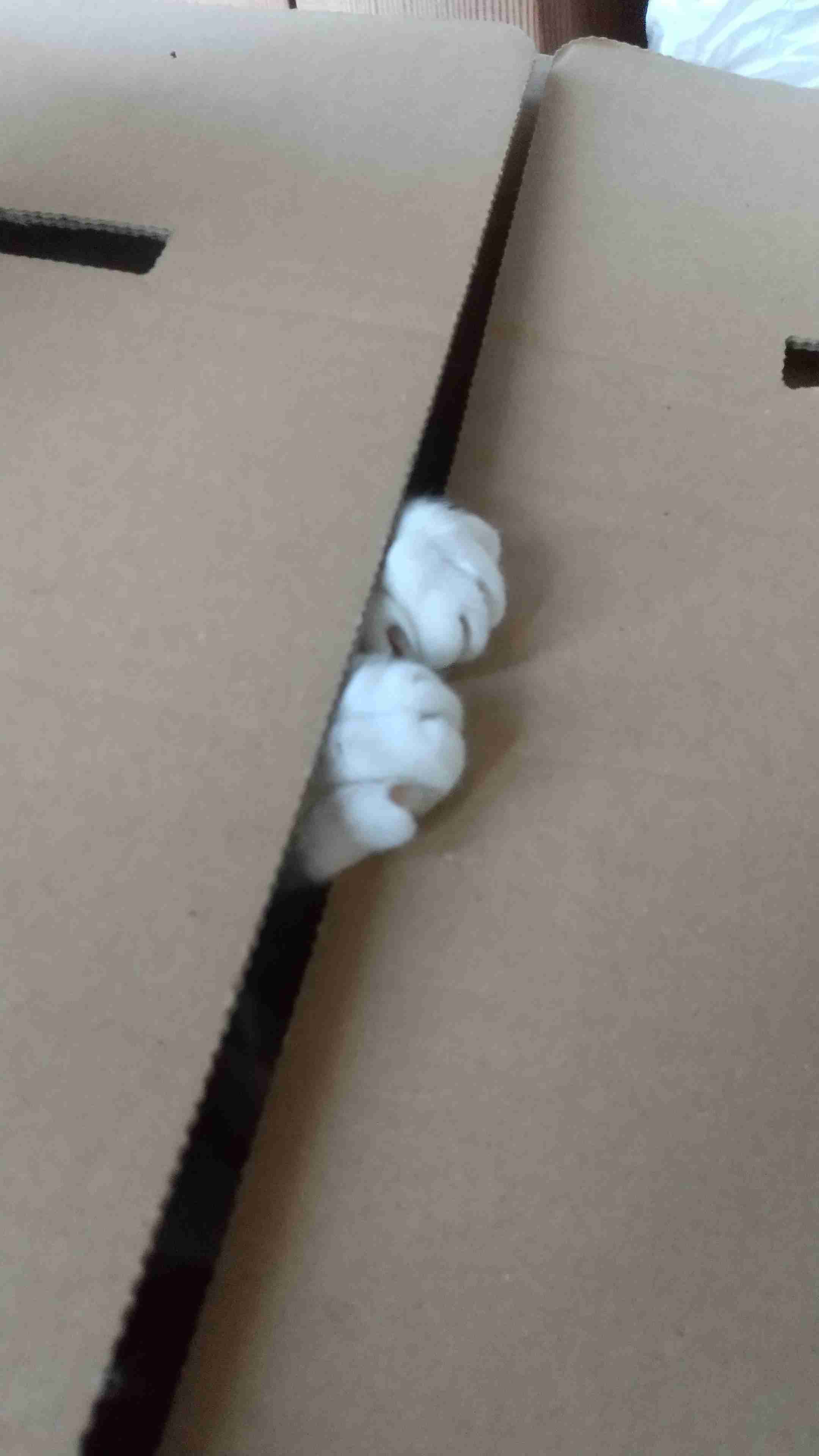 【身バレしない程度に】お宅の愛猫ちゃんを見せてください！part11 