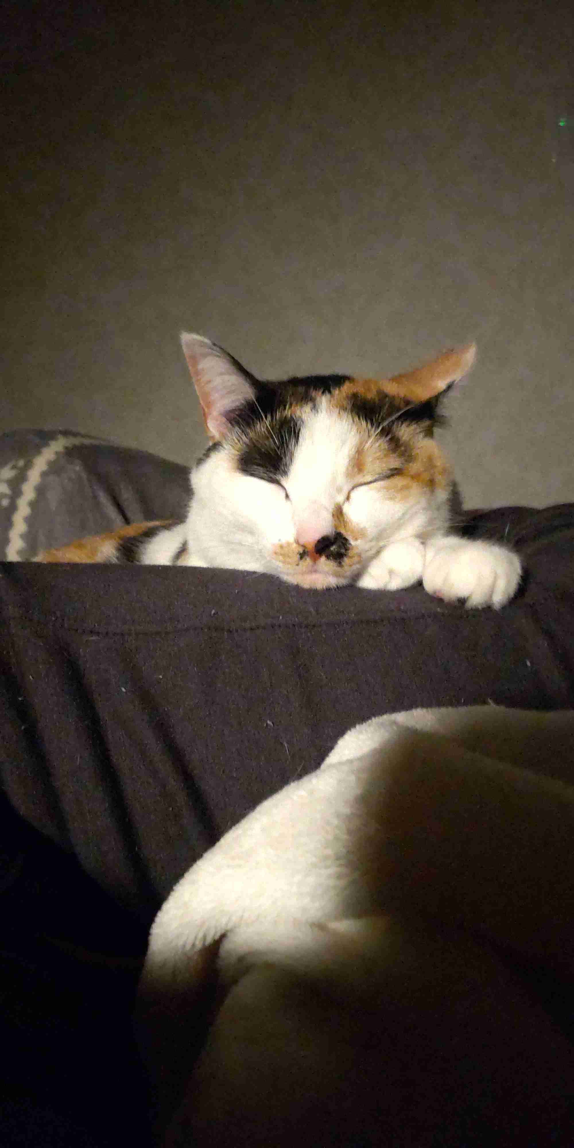 【身バレしない程度に】お宅の愛猫ちゃんを見せてください！part11 