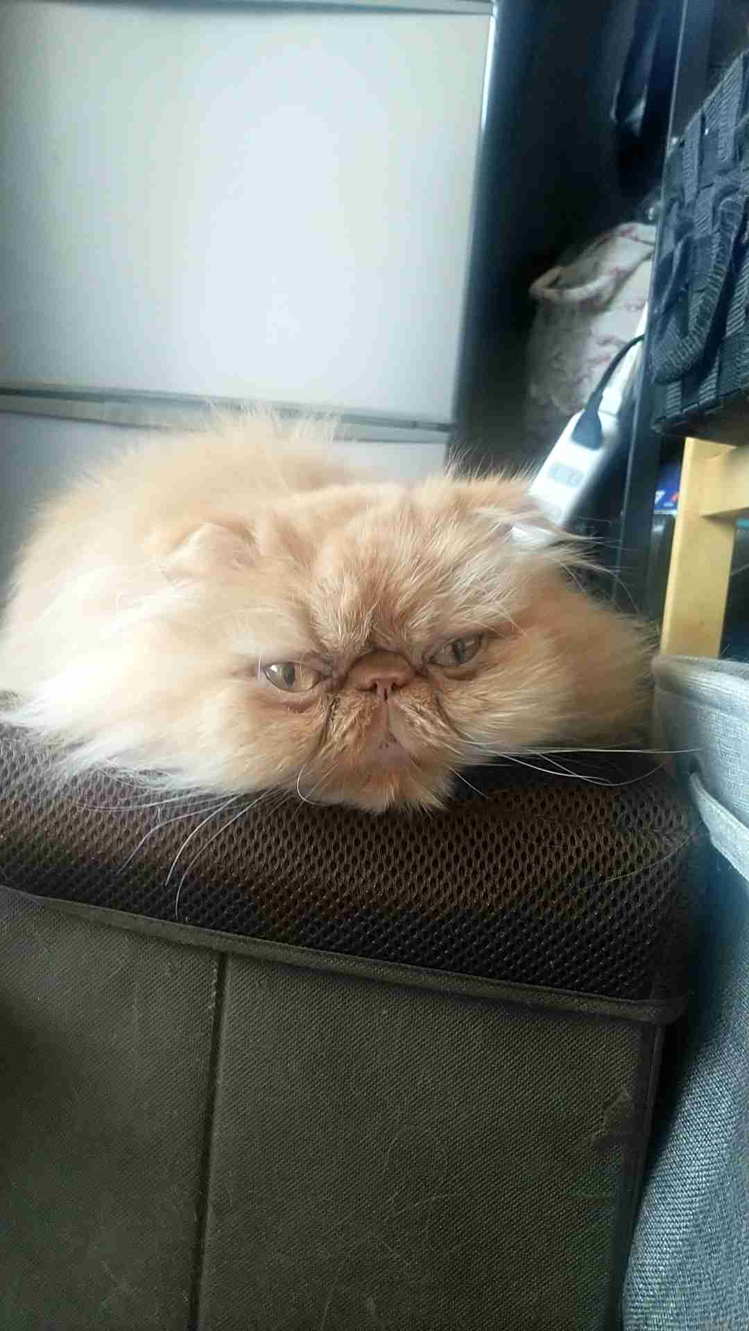 【身バレしない程度に】お宅の愛猫ちゃんを見せてください！part11 