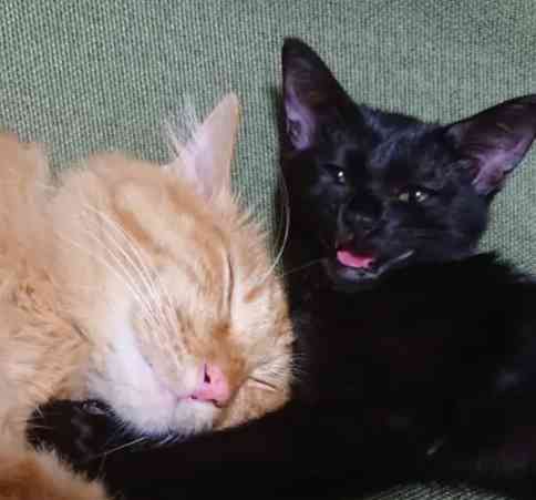 【身バレしない程度に】お宅の愛猫ちゃんを見せてください！part11 