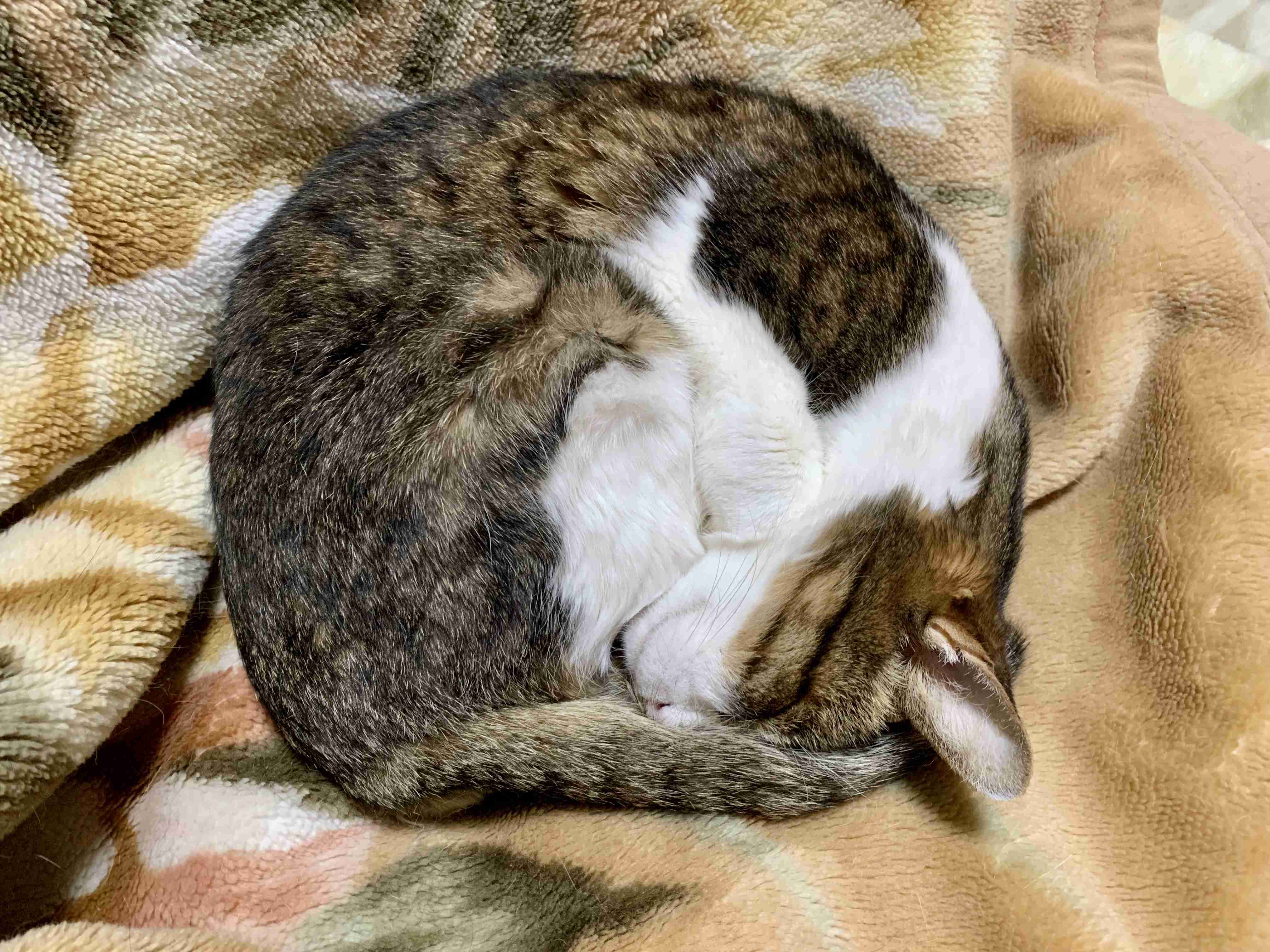 【身バレしない程度に】お宅の愛猫ちゃんを見せてください！part11 