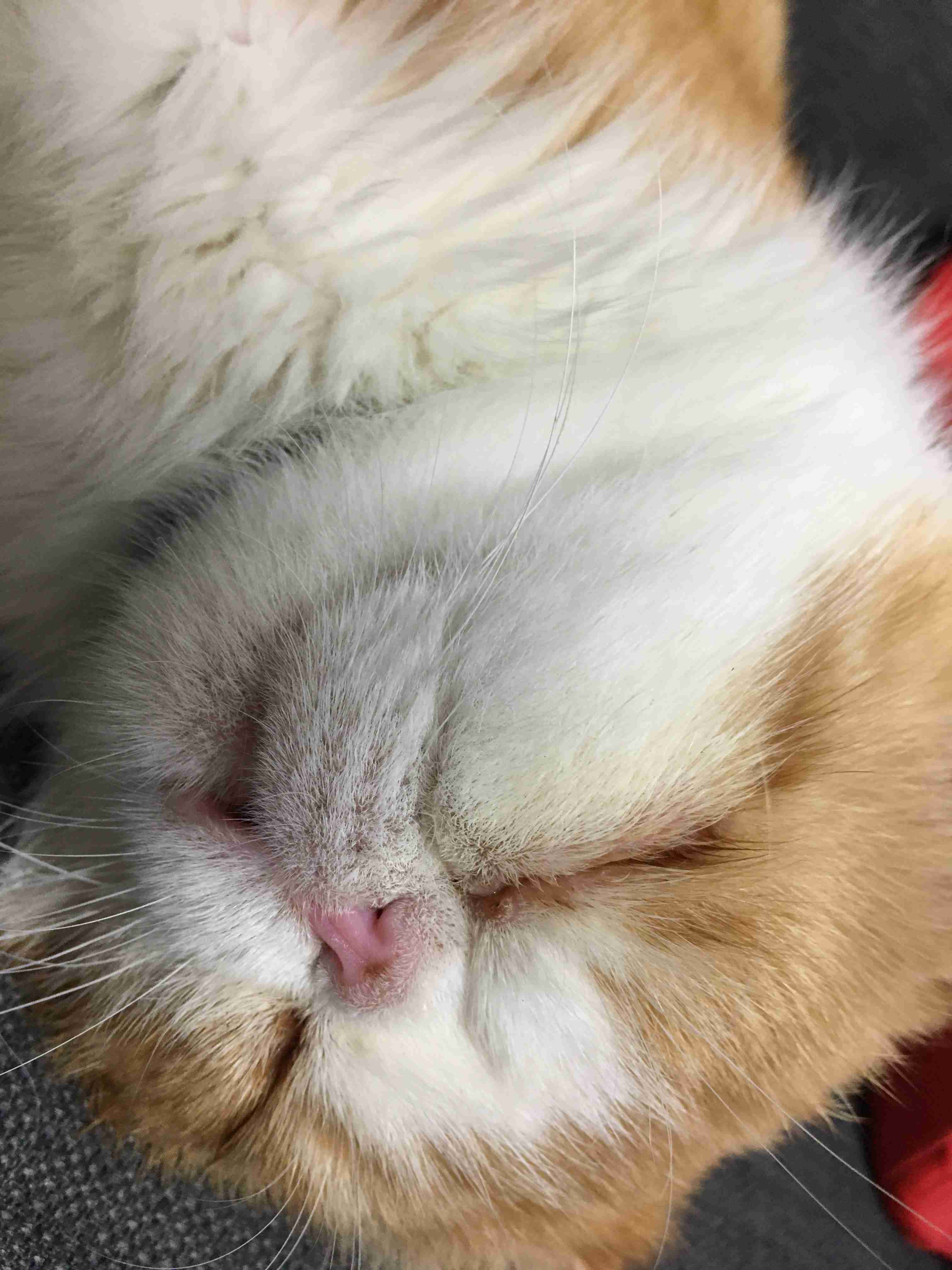 【身バレしない程度に】お宅の愛猫ちゃんを見せてください！part11 