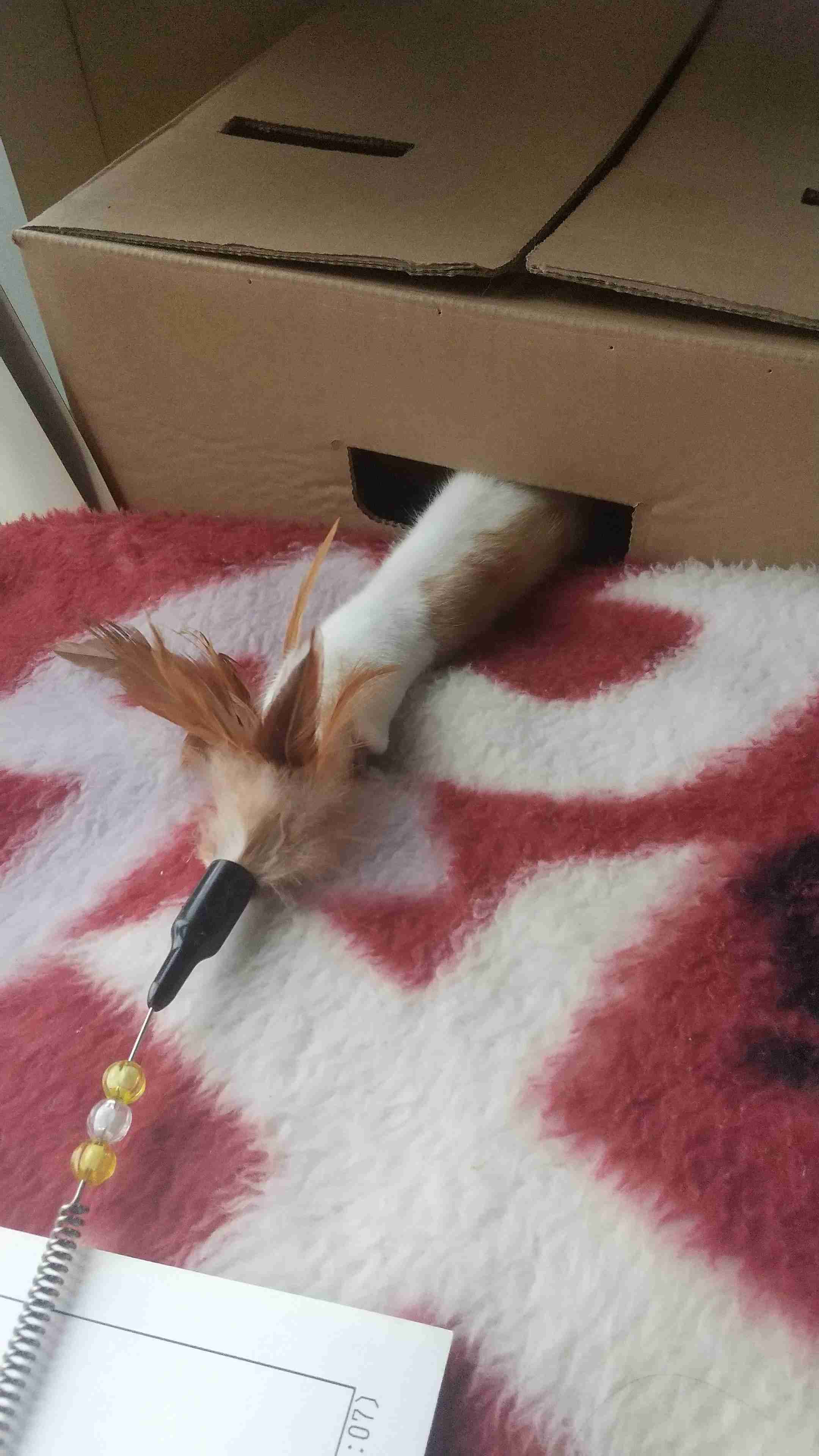 【身バレしない程度に】お宅の愛猫ちゃんを見せてください！part11 