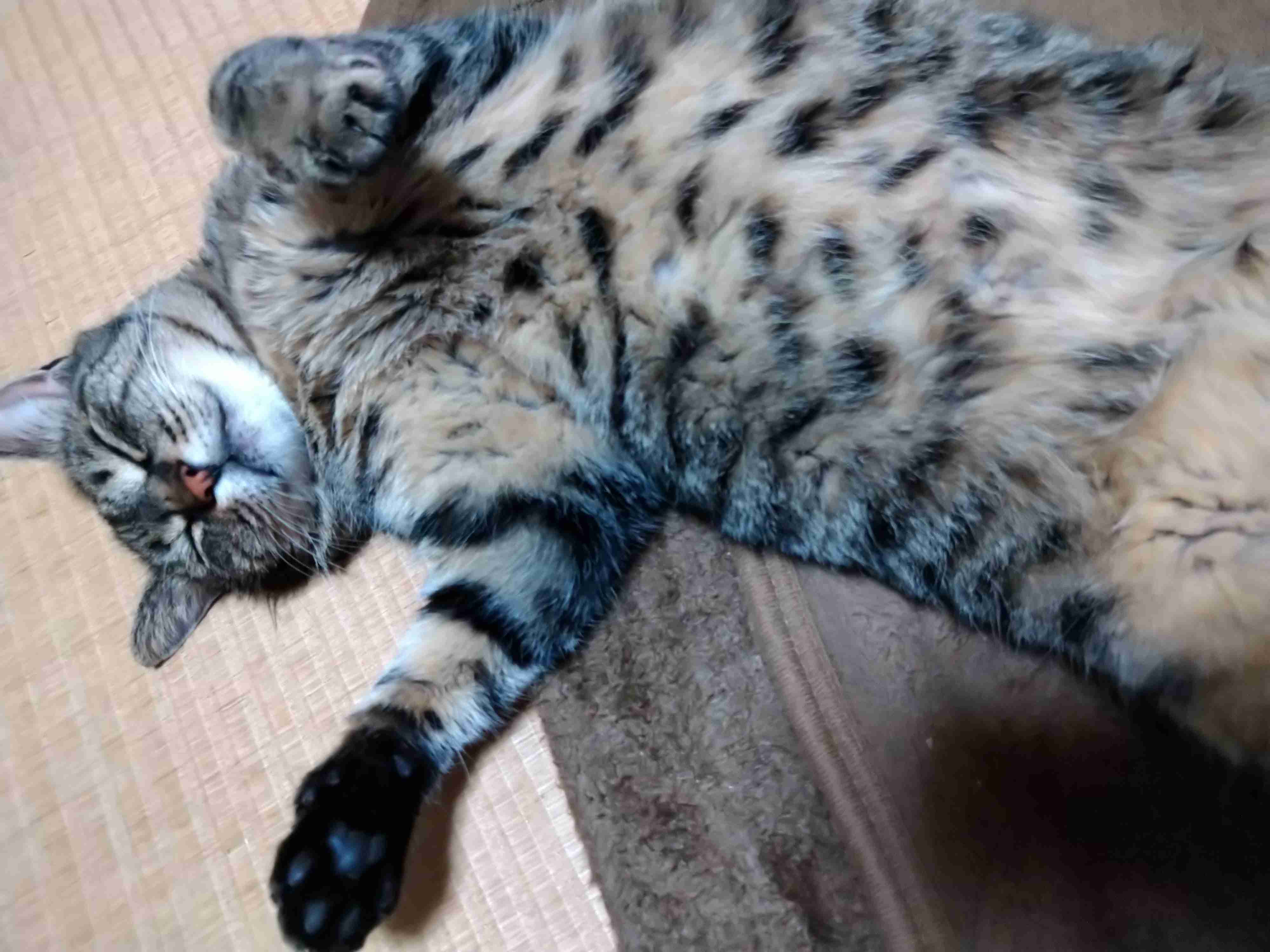 【身バレしない程度に】お宅の愛猫ちゃんを見せてください！part11 