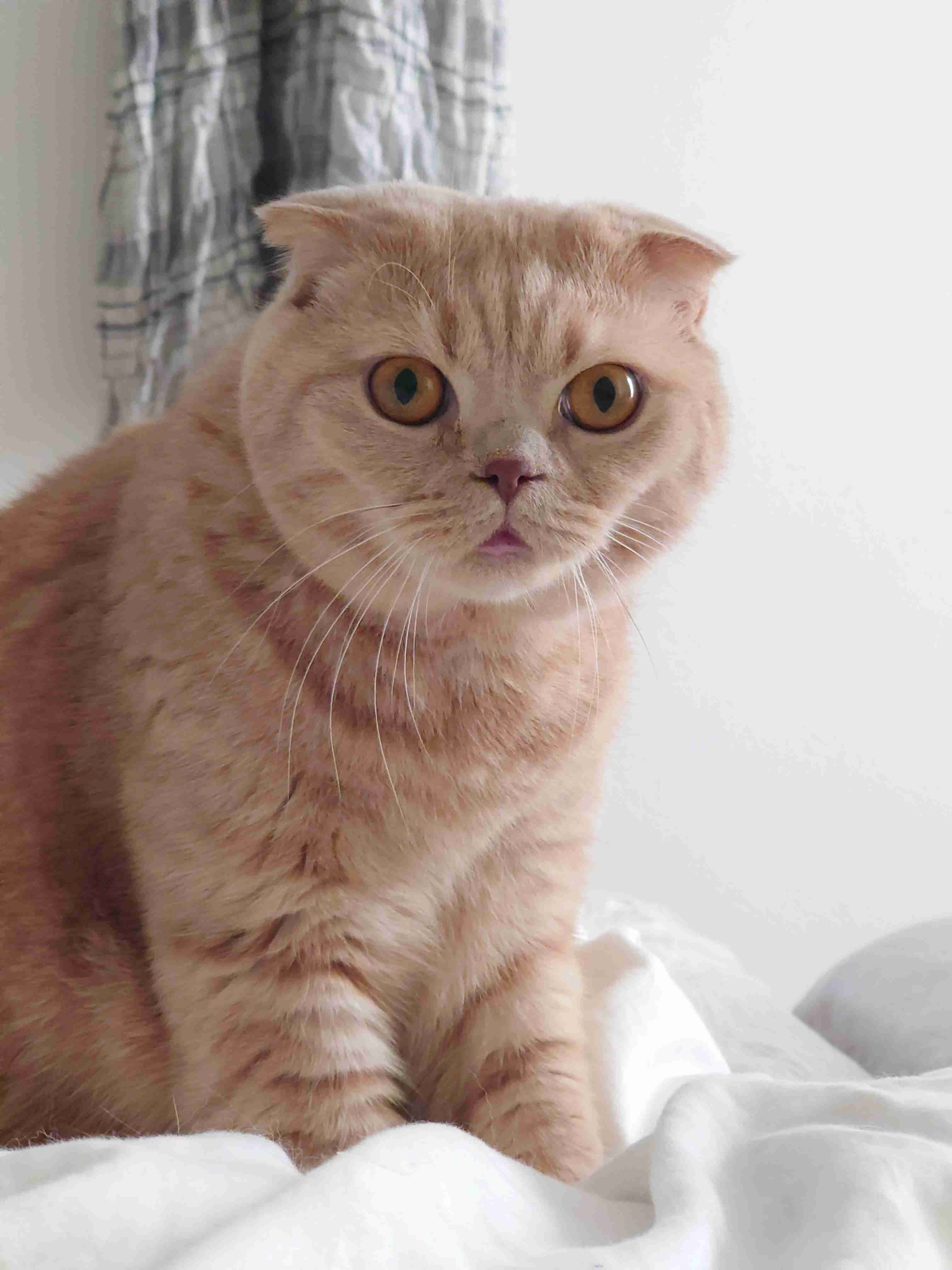 【身バレしない程度に】お宅の愛猫ちゃんを見せてください！part11 