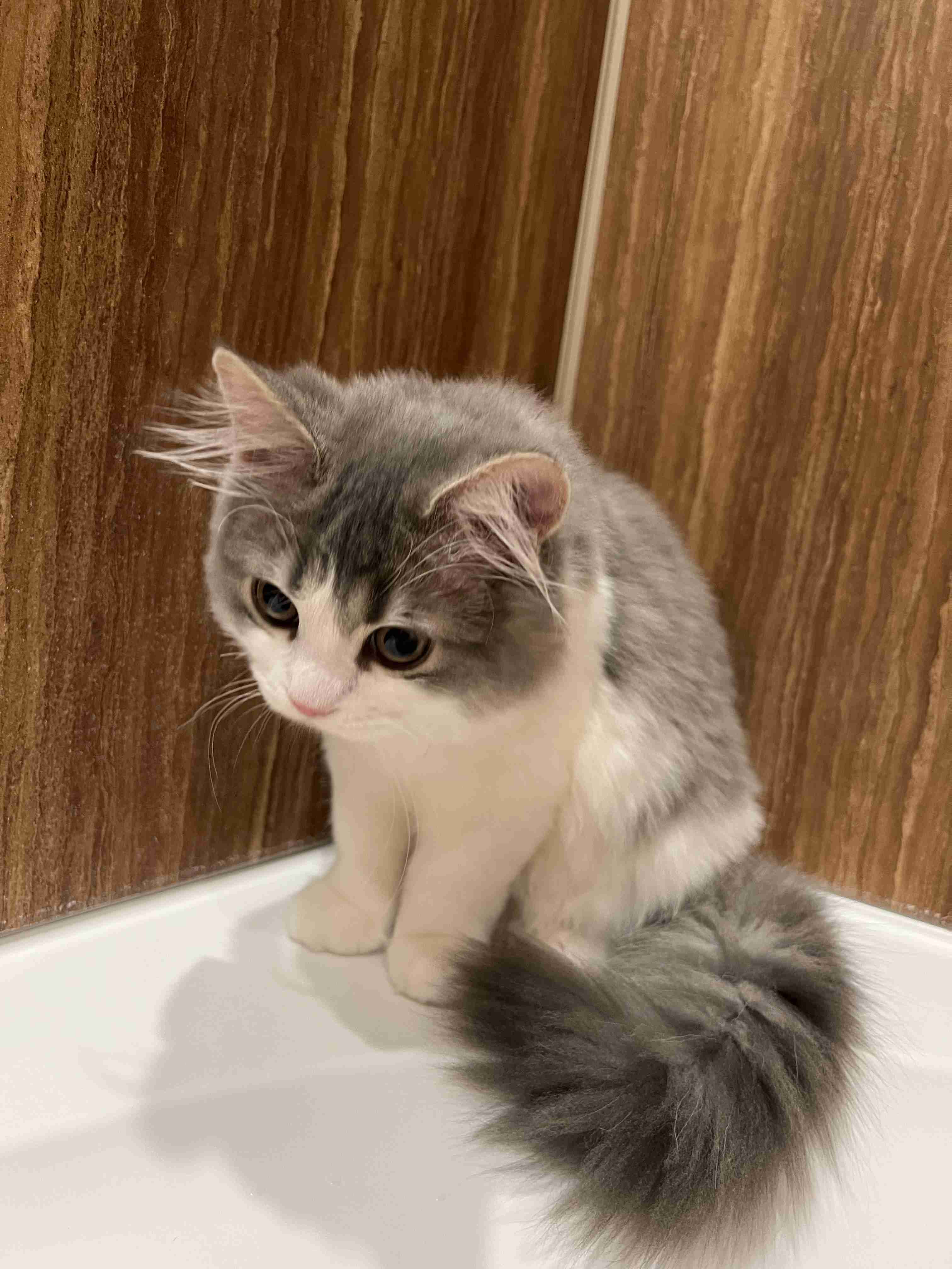 【身バレしない程度に】お宅の愛猫ちゃんを見せてください！part11 