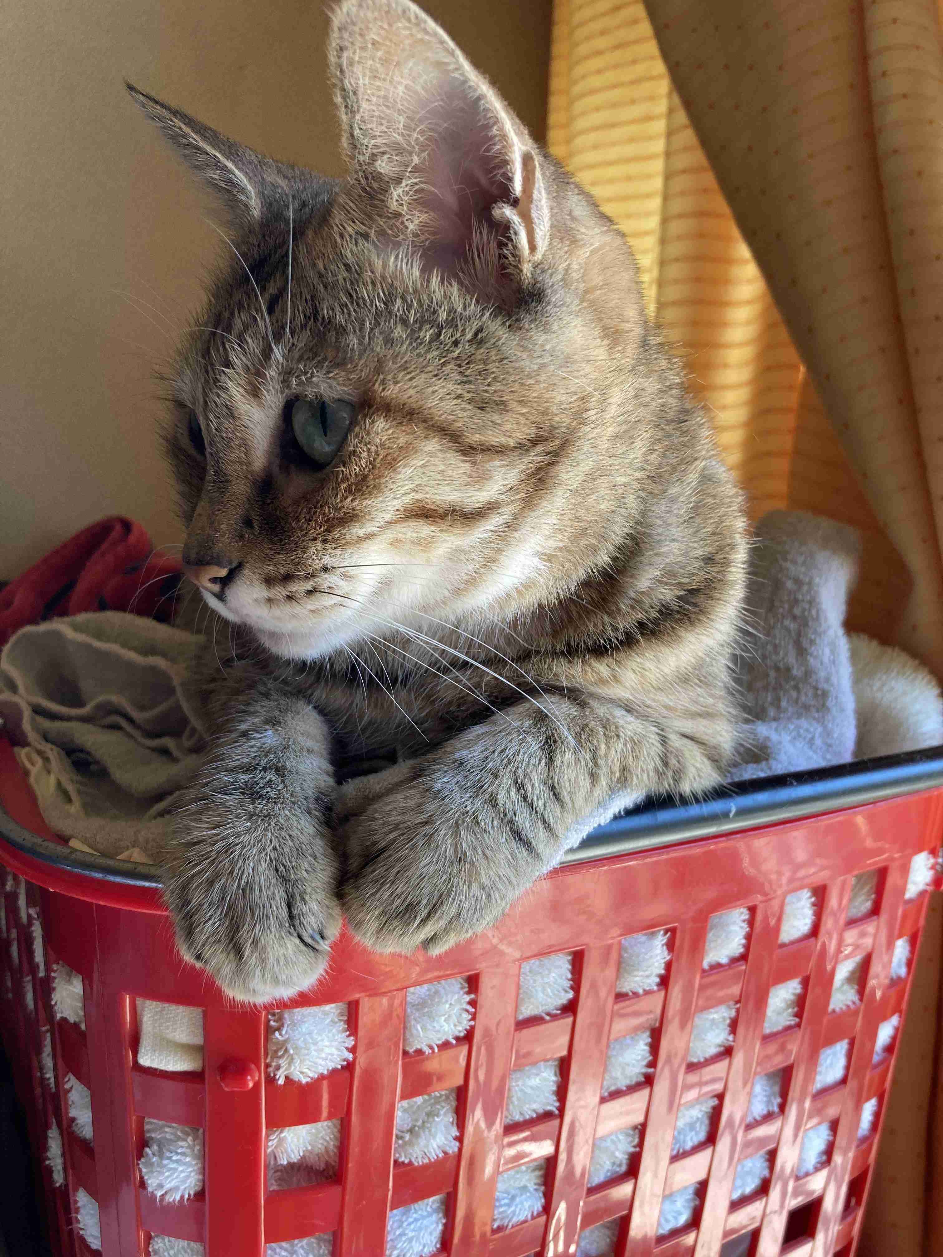 【身バレしない程度に】お宅の愛猫ちゃんを見せてください！part11 