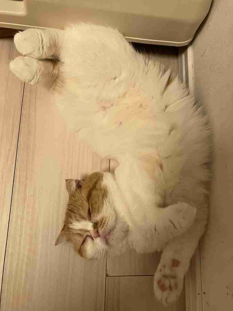 【身バレしない程度に】お宅の愛猫ちゃんを見せてください！part11 