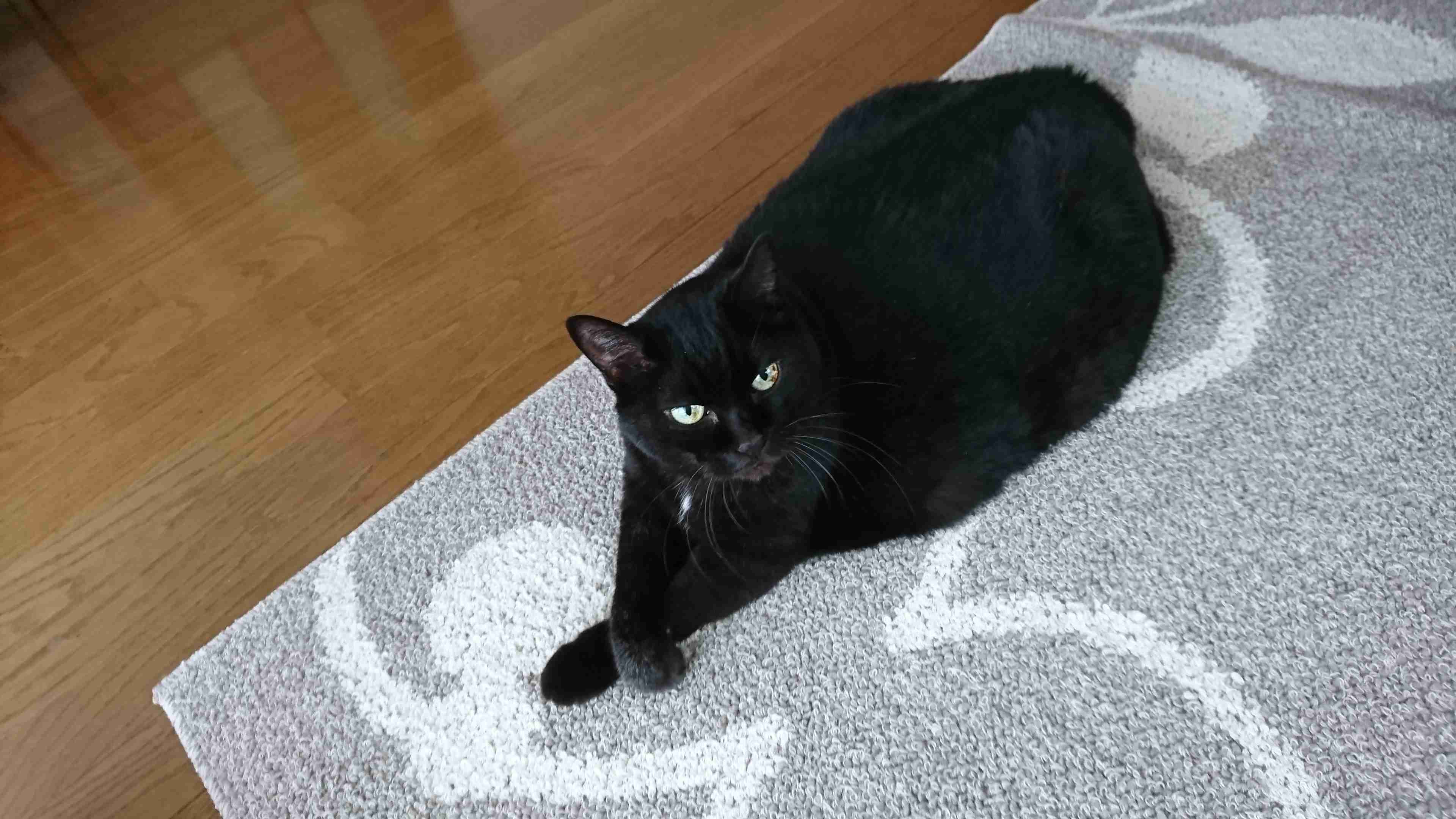 【身バレしない程度に】お宅の愛猫ちゃんを見せてください！part11 