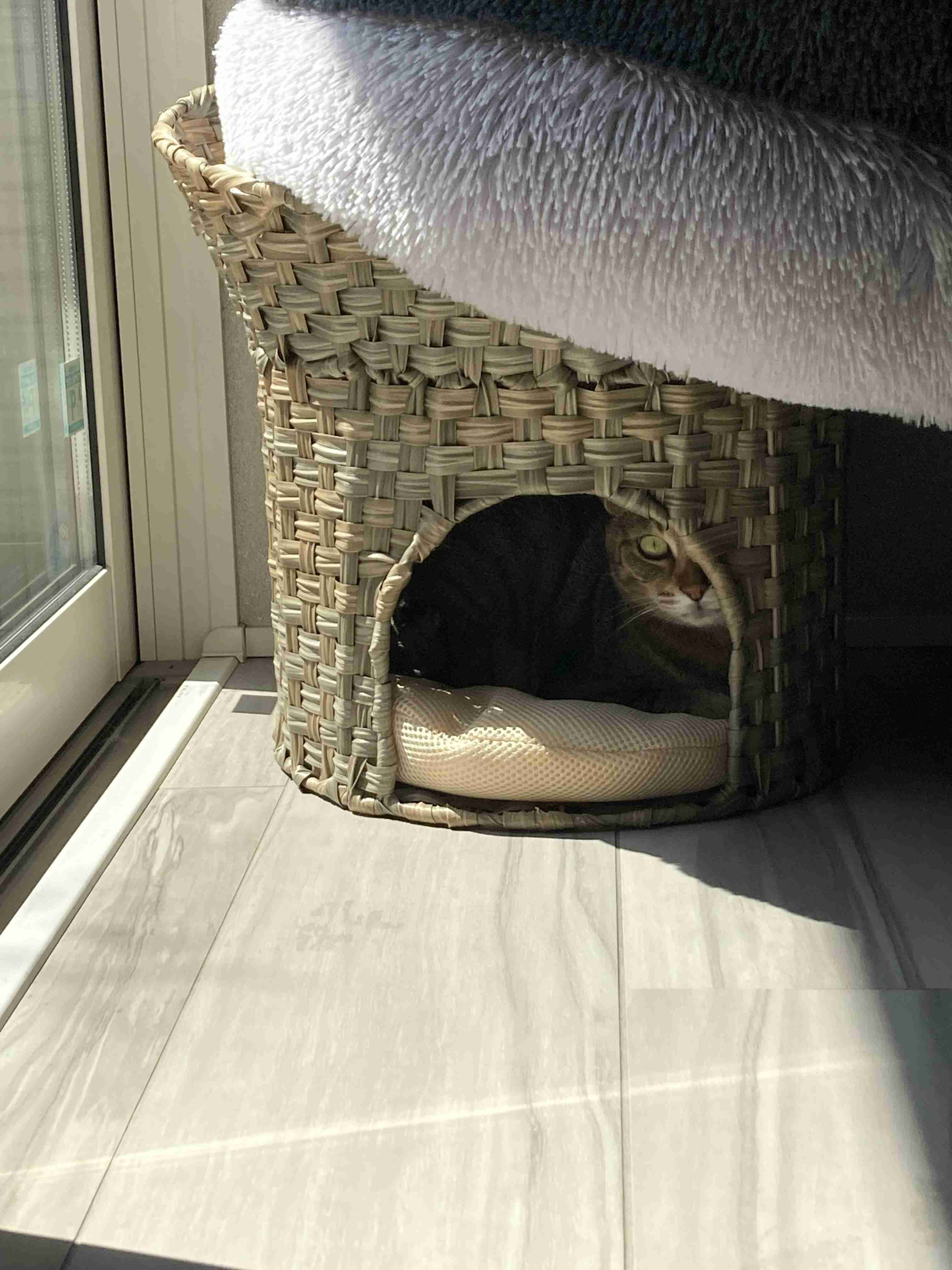 【身バレしない程度に】お宅の愛猫ちゃんを見せてください！part11 