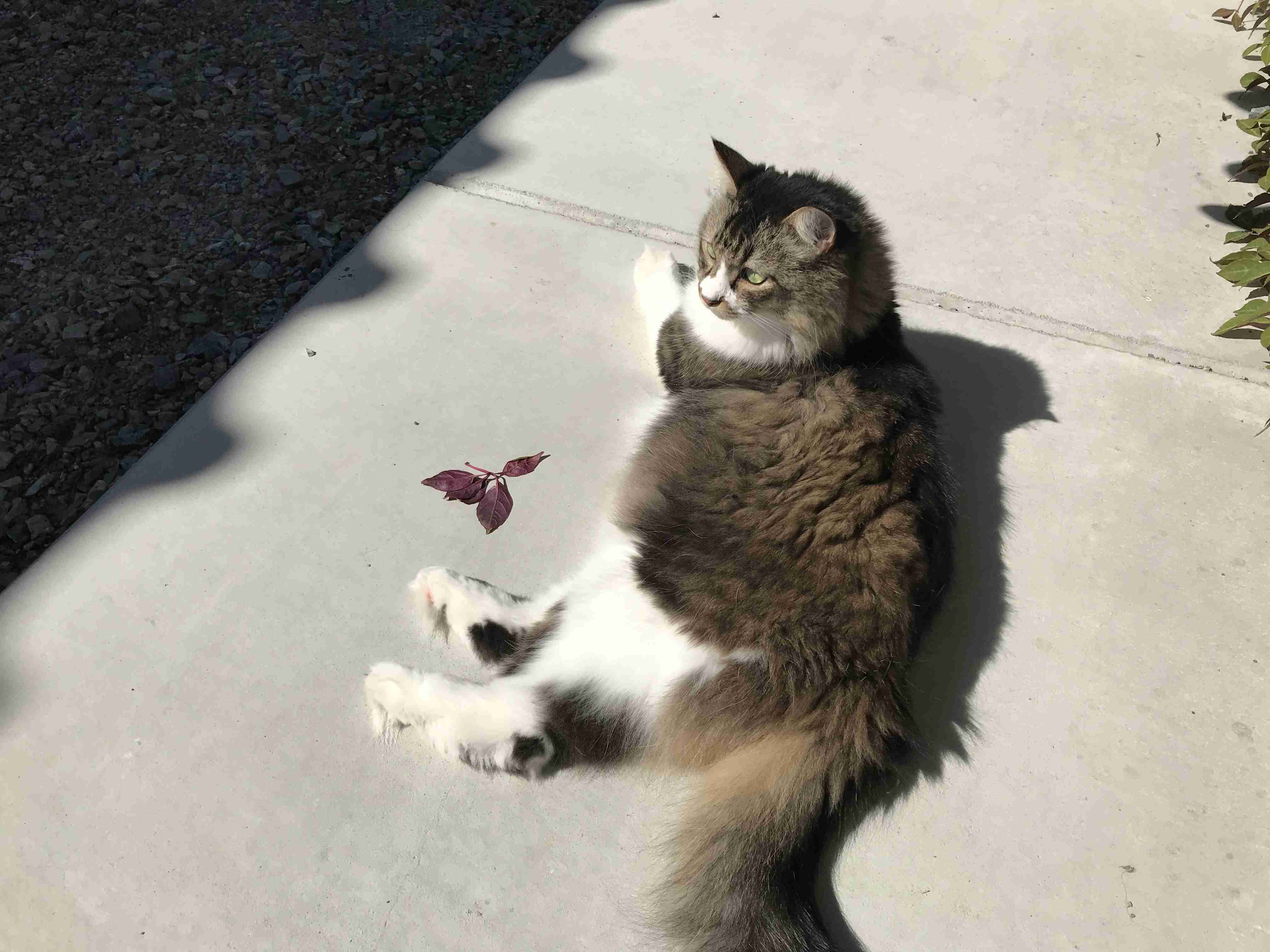 【身バレしない程度に】お宅の愛猫ちゃんを見せてください！part11 