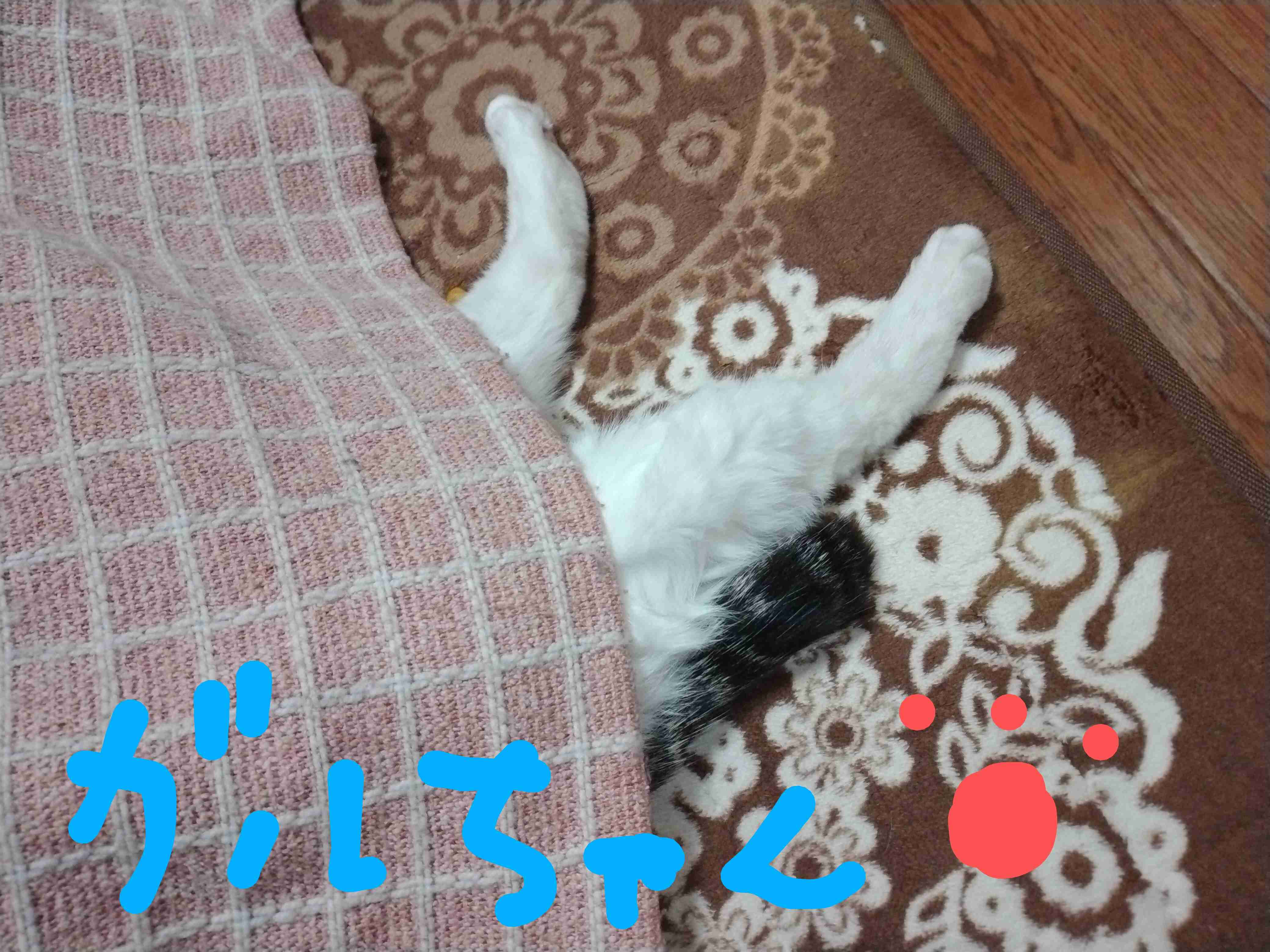 【身バレしない程度に】お宅の愛猫ちゃんを見せてください！part11 