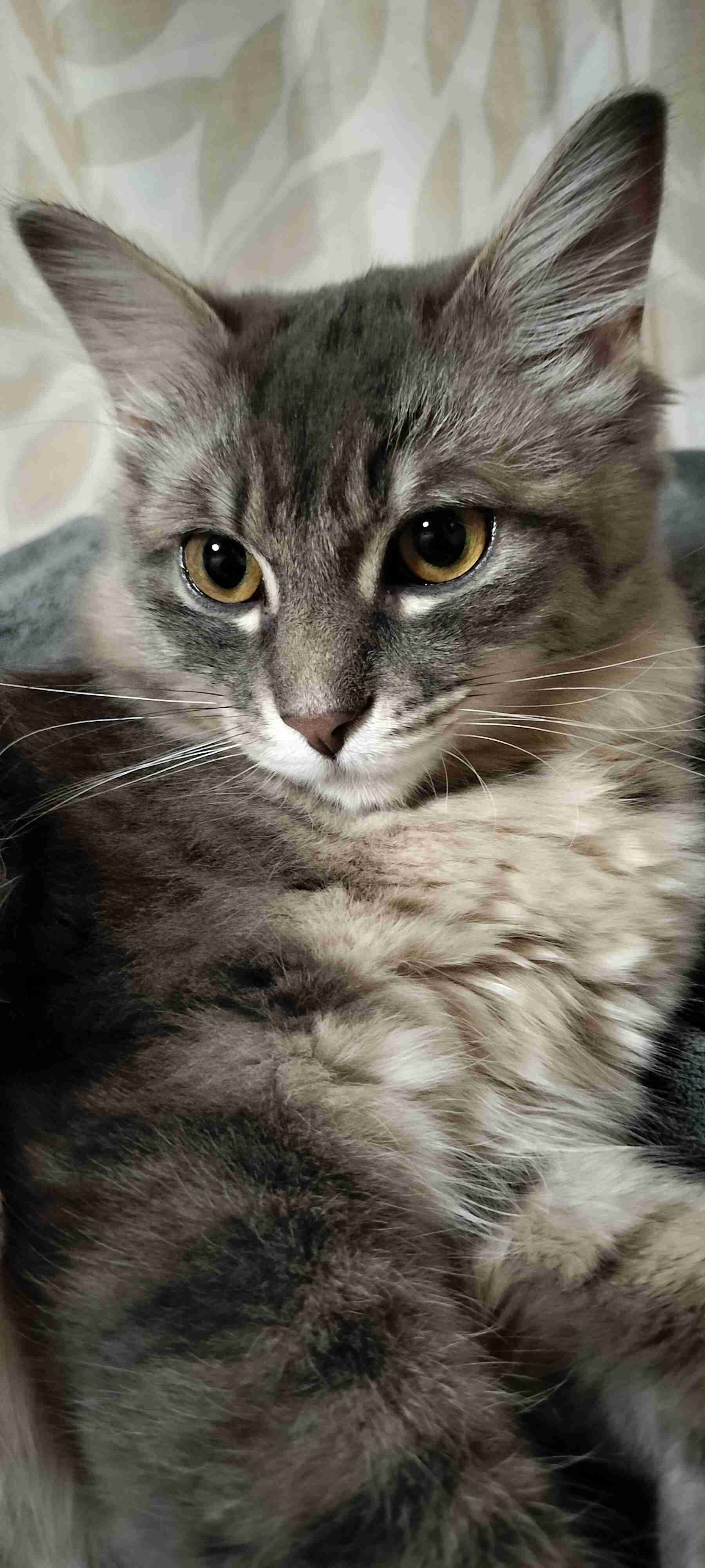 【身バレしない程度に】お宅の愛猫ちゃんを見せてください！part11 