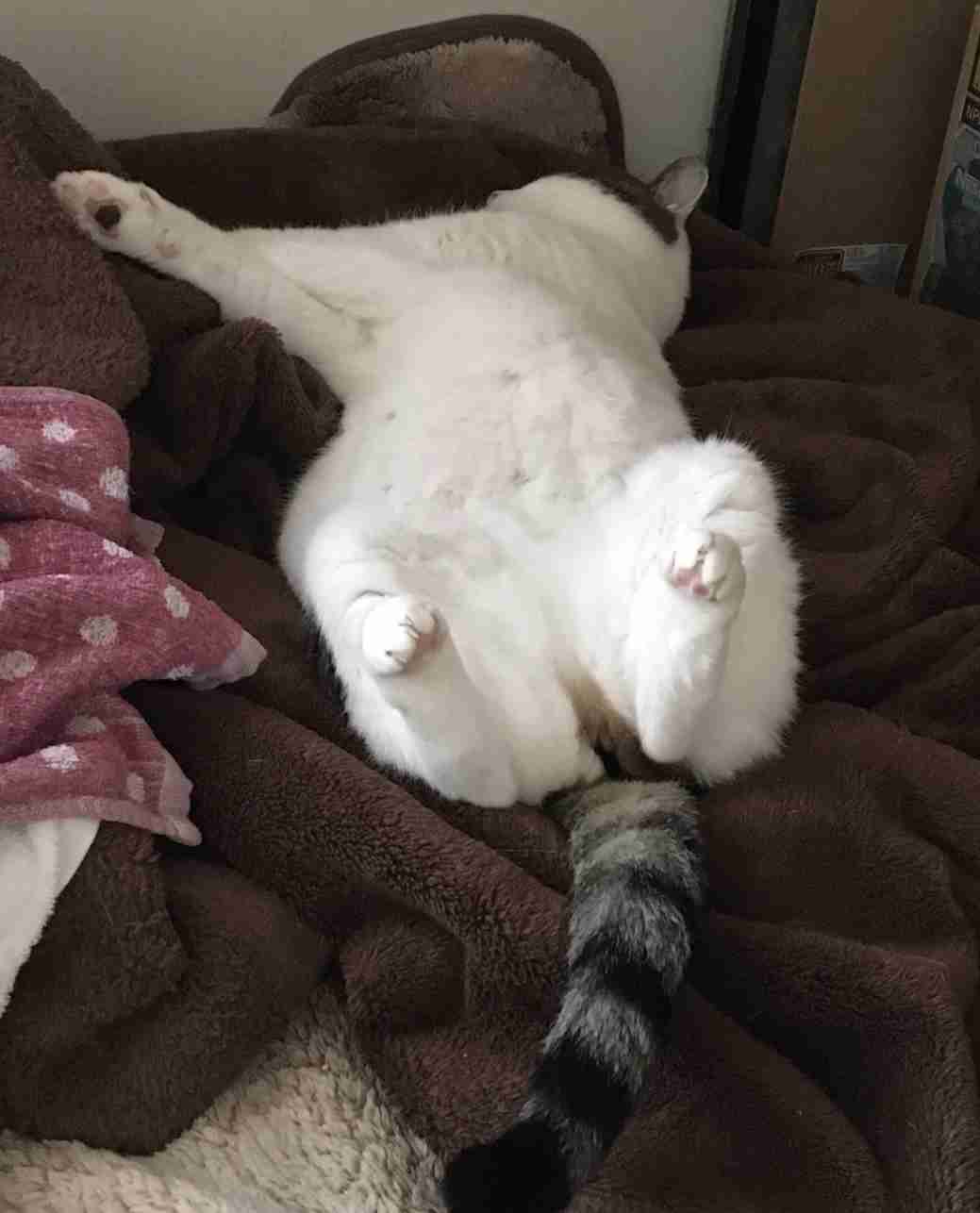 【身バレしない程度に】お宅の愛猫ちゃんを見せてください！part11 