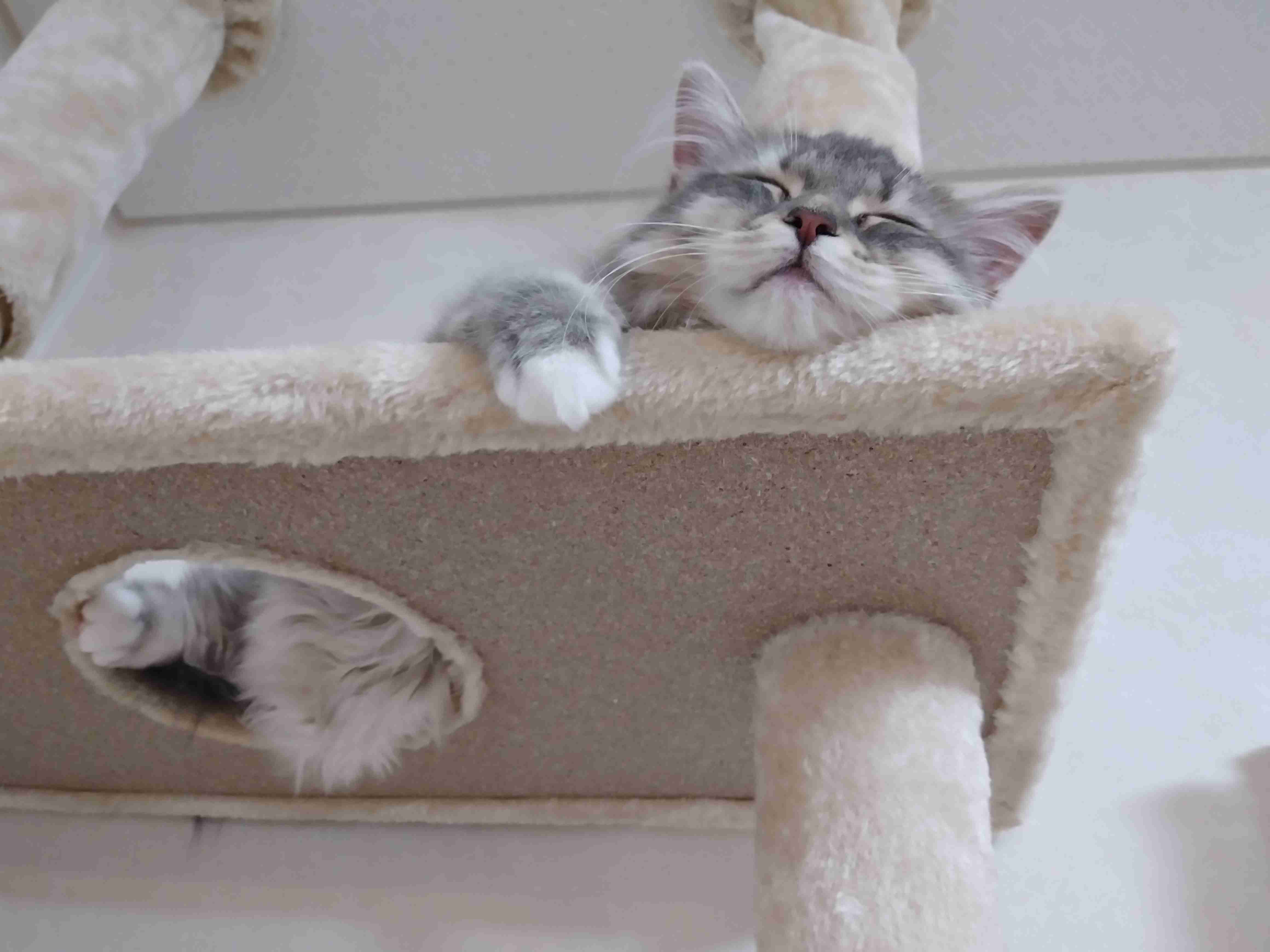 【身バレしない程度に】お宅の愛猫ちゃんを見せてください！part11 