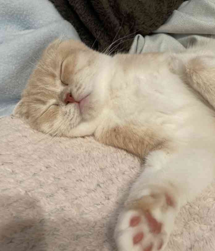 【身バレしない程度に】お宅の愛猫ちゃんを見せてください！part11 