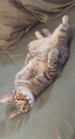 【身バレしない程度に】お宅の愛猫ちゃんを見せてください！part11 