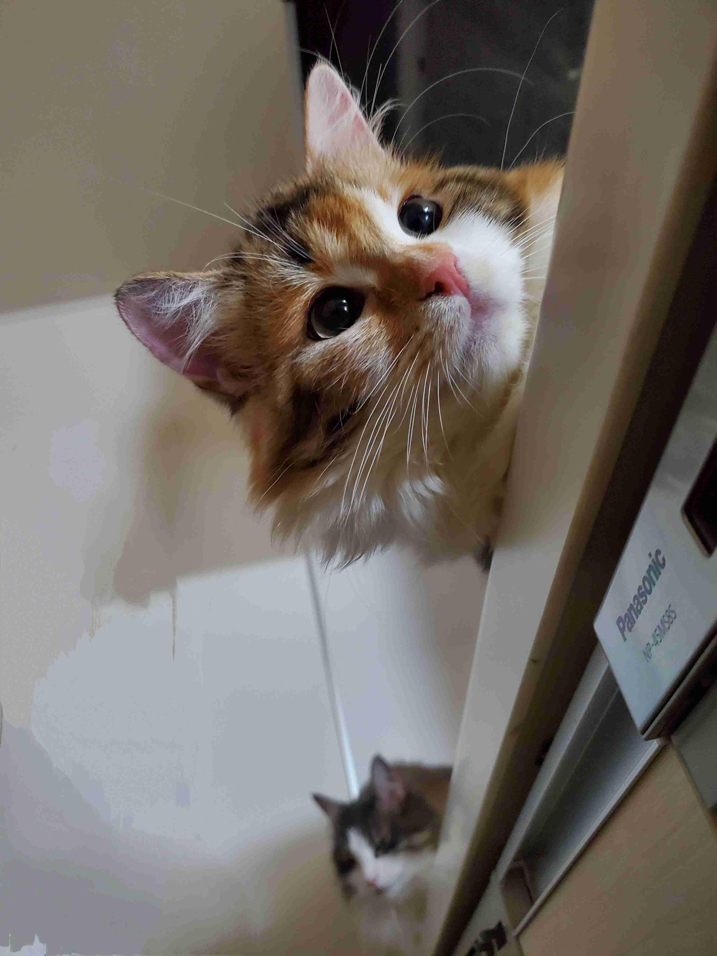 【身バレしない程度に】お宅の愛猫ちゃんを見せてください！part11 