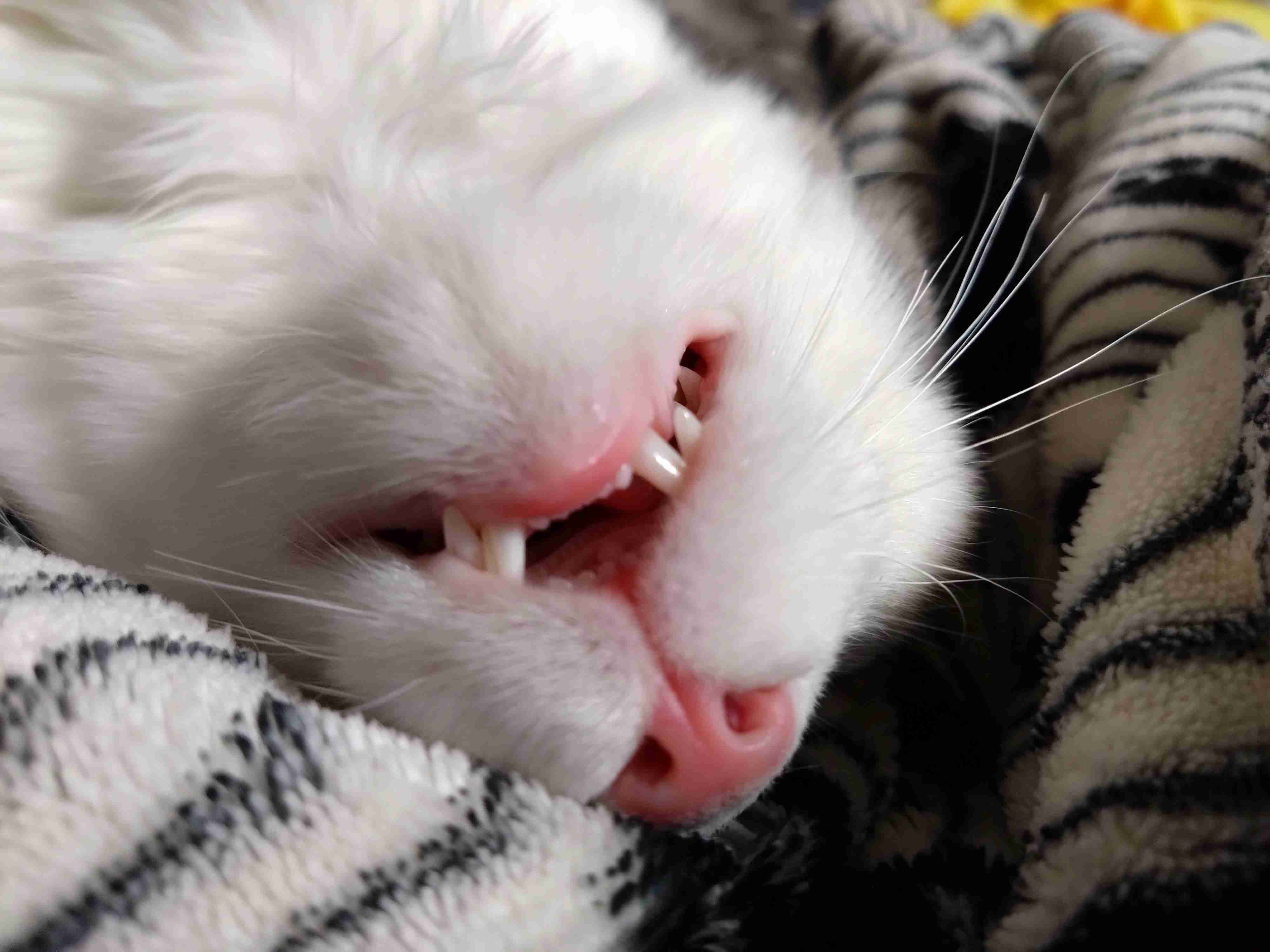 【身バレしない程度に】お宅の愛猫ちゃんを見せてください！part11 