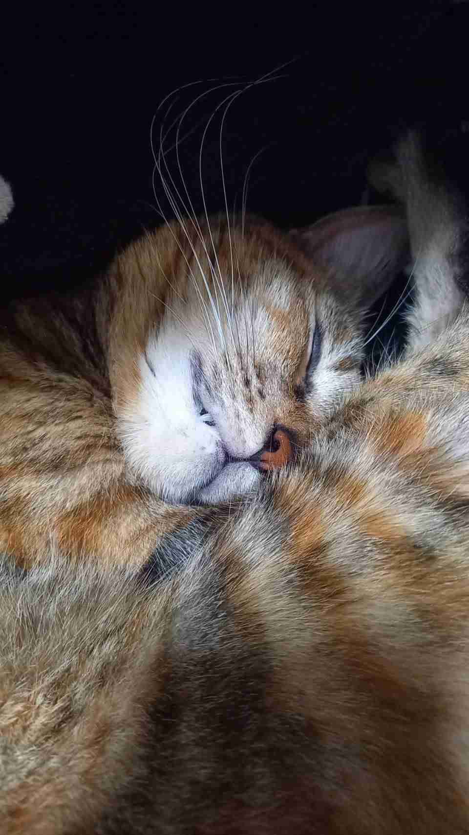 【身バレしない程度に】お宅の愛猫ちゃんを見せてください！part11 