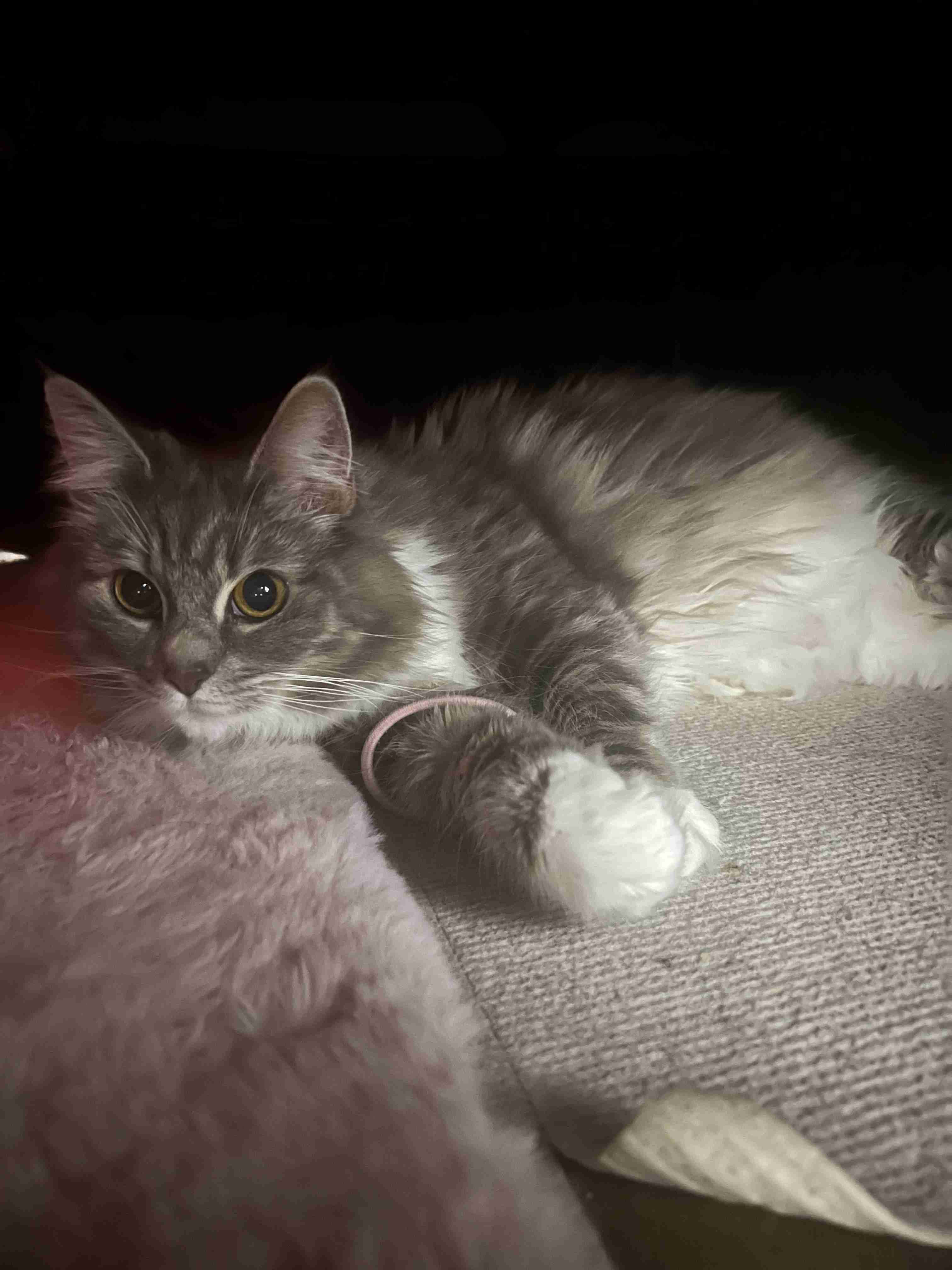 【身バレしない程度に】お宅の愛猫ちゃんを見せてください！part11 