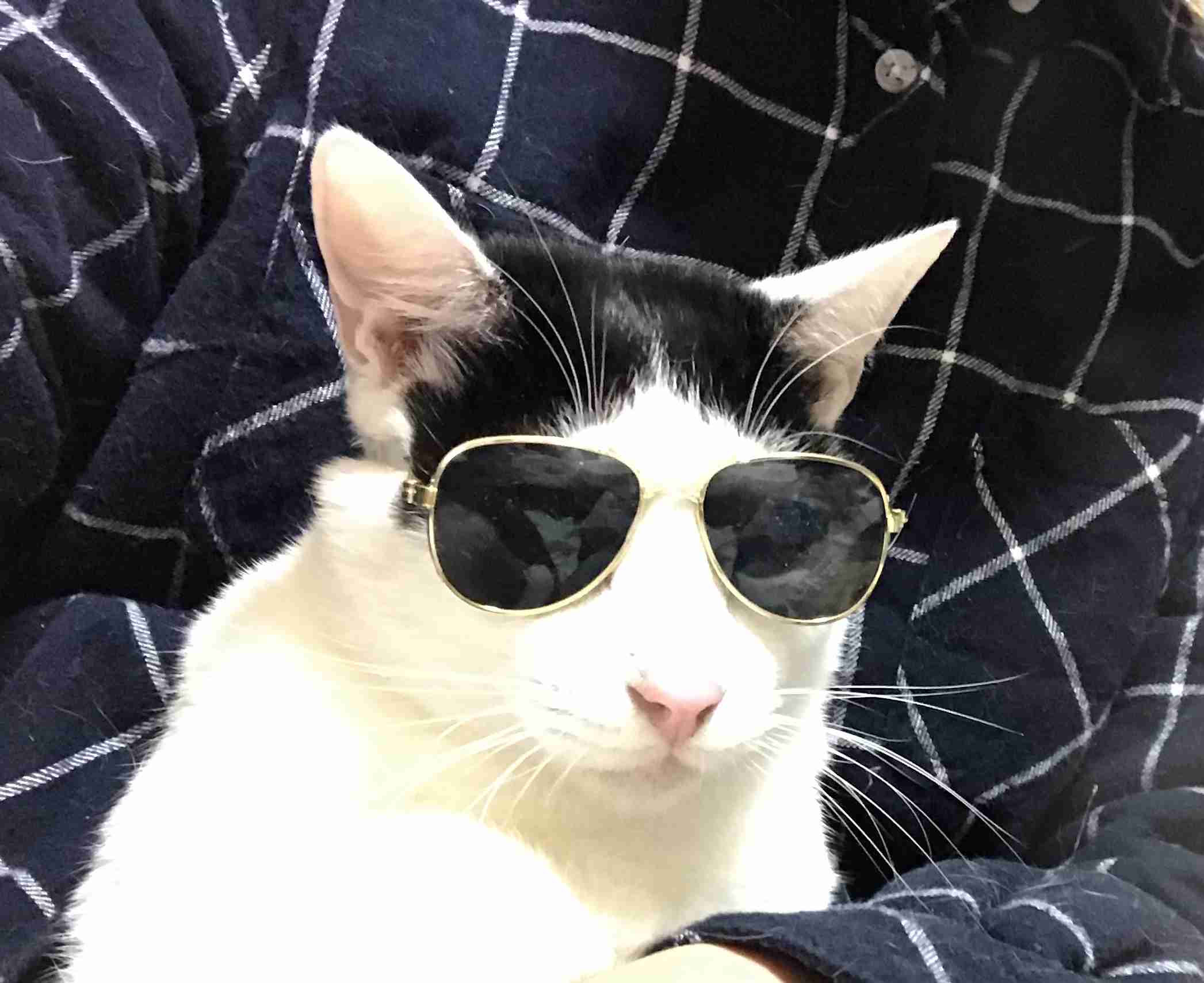 【身バレしない程度に】お宅の愛猫ちゃんを見せてください！part11 