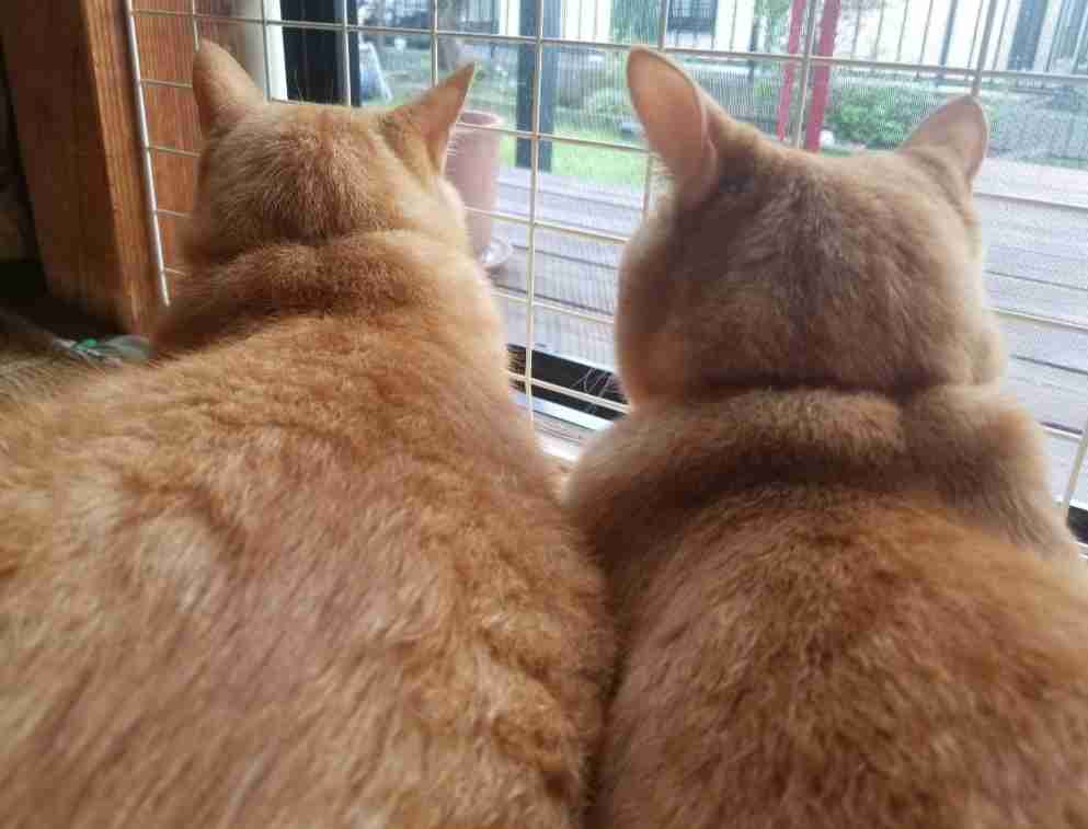 【身バレしない程度に】お宅の愛猫ちゃんを見せてください！part11 