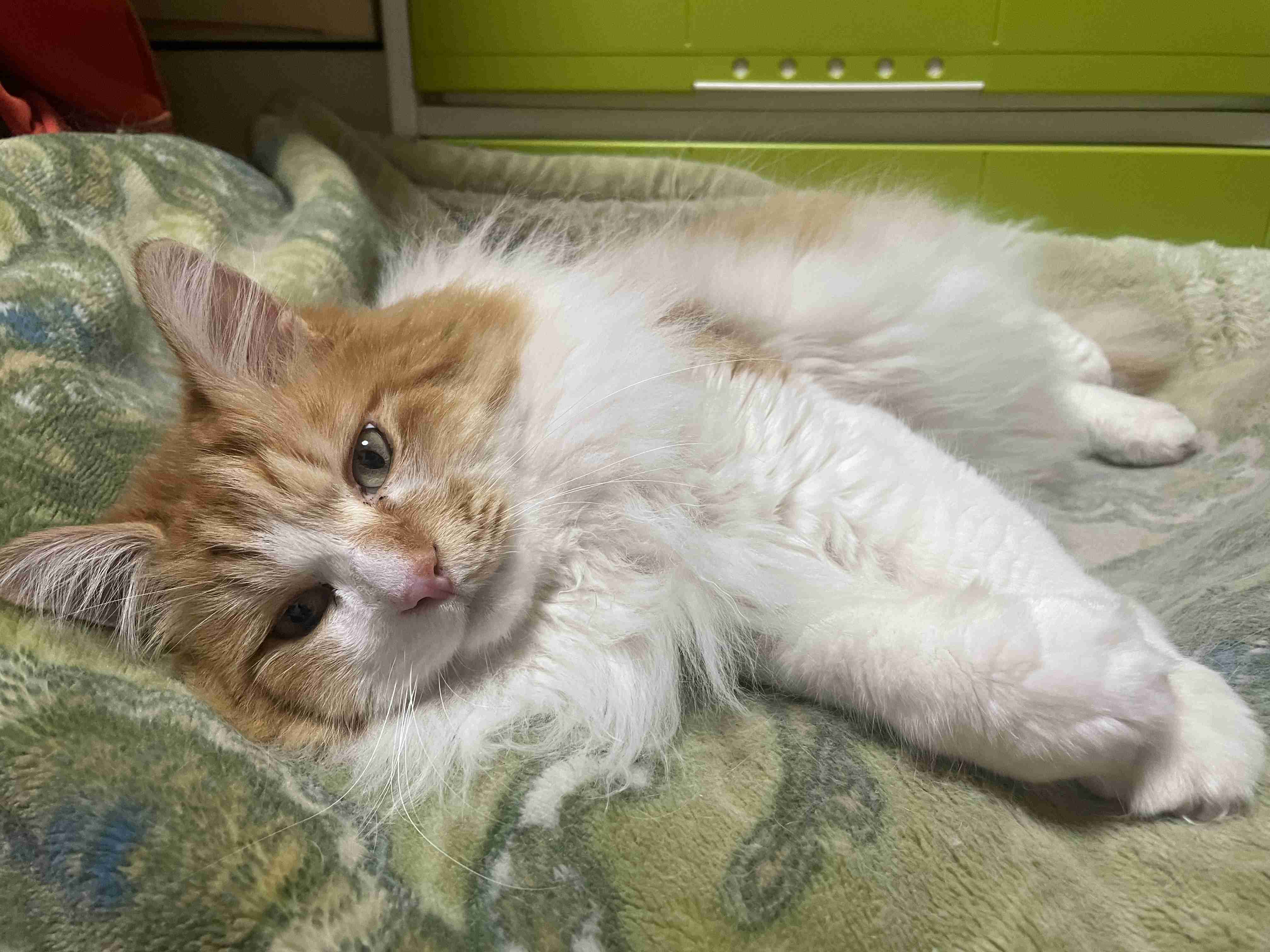 【身バレしない程度に】お宅の愛猫ちゃんを見せてください！part11 