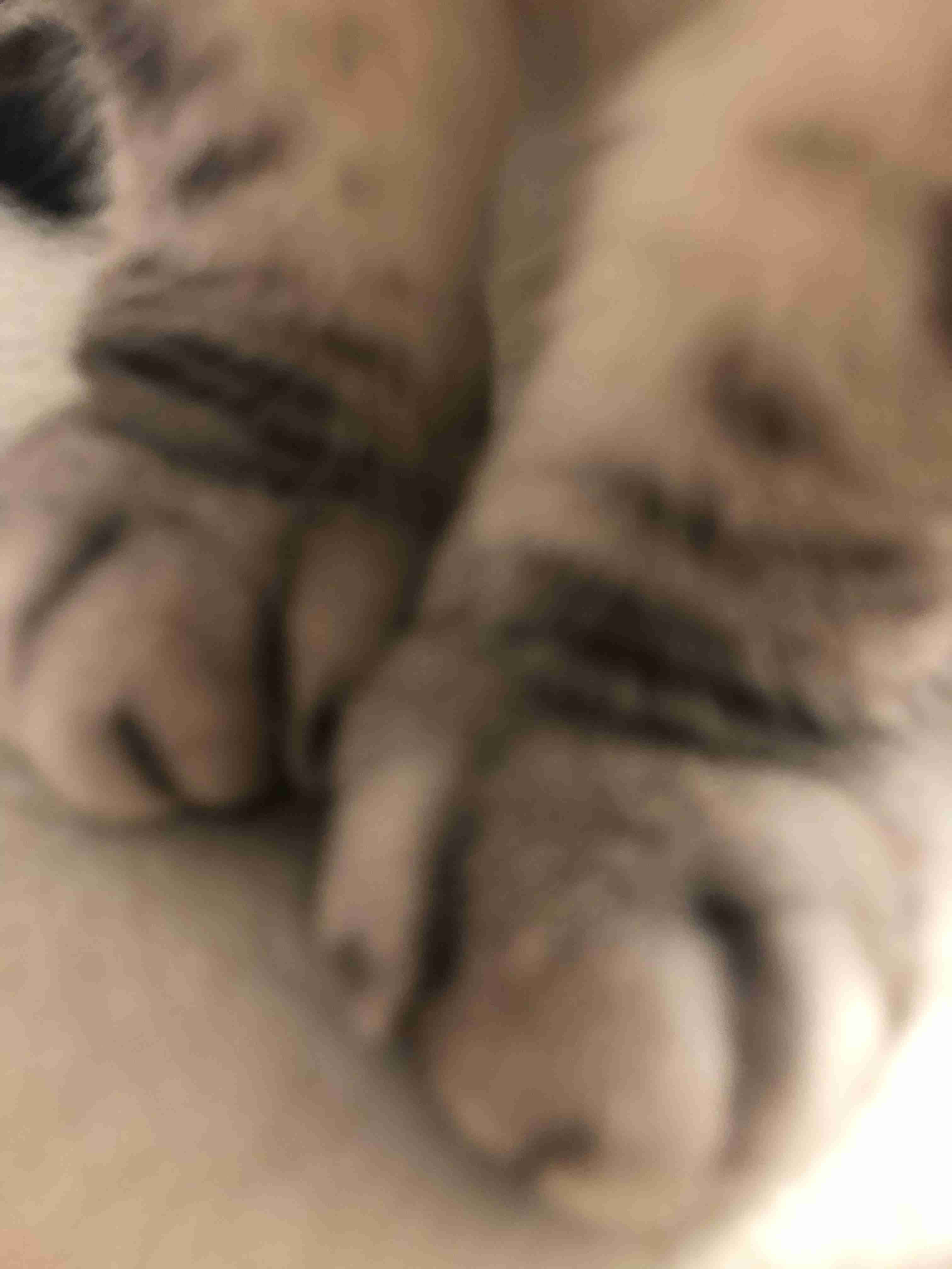 【身バレしない程度に】お宅の愛猫ちゃんを見せてください！part11 