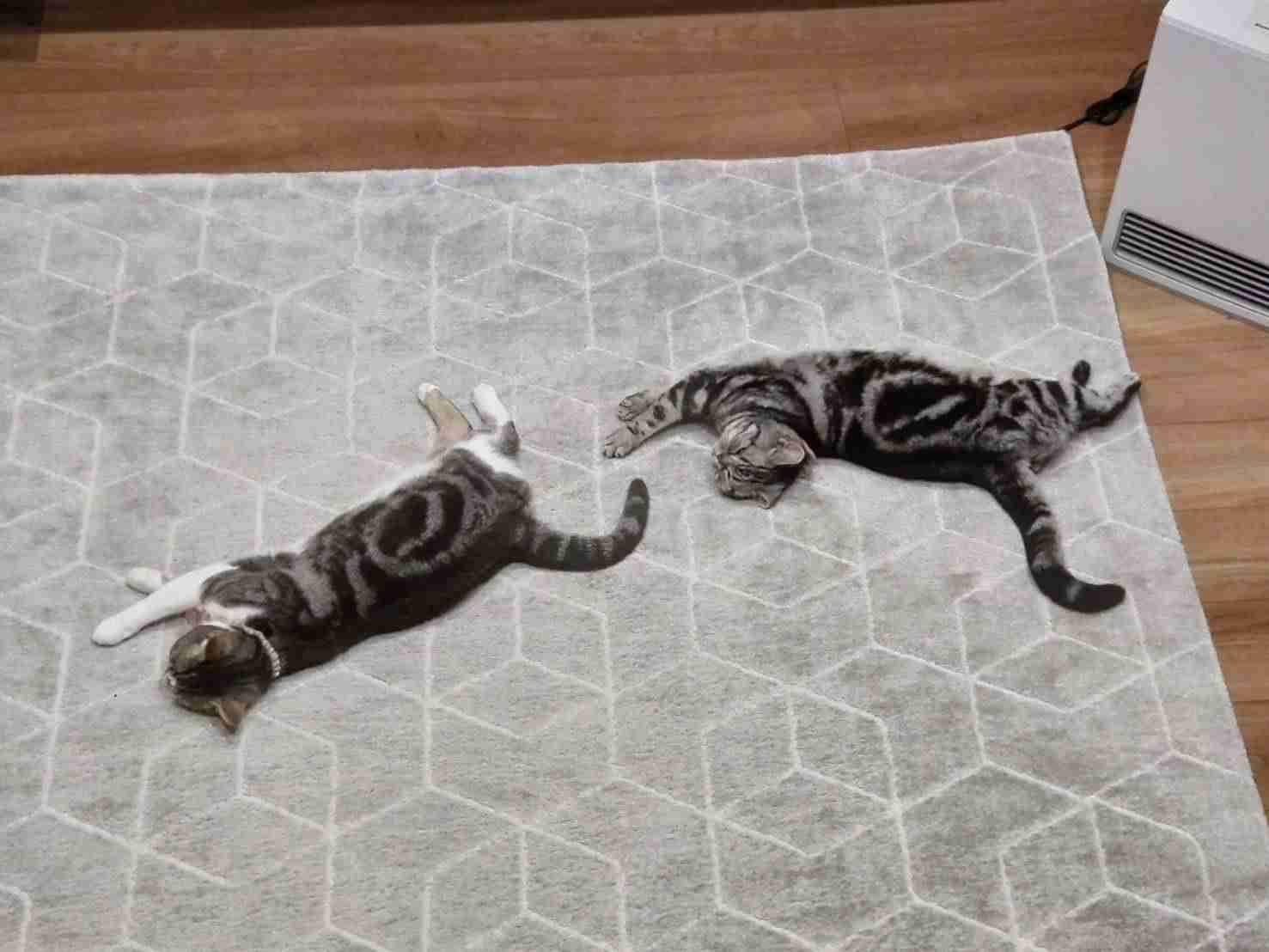 【身バレしない程度に】お宅の愛猫ちゃんを見せてください！part11 