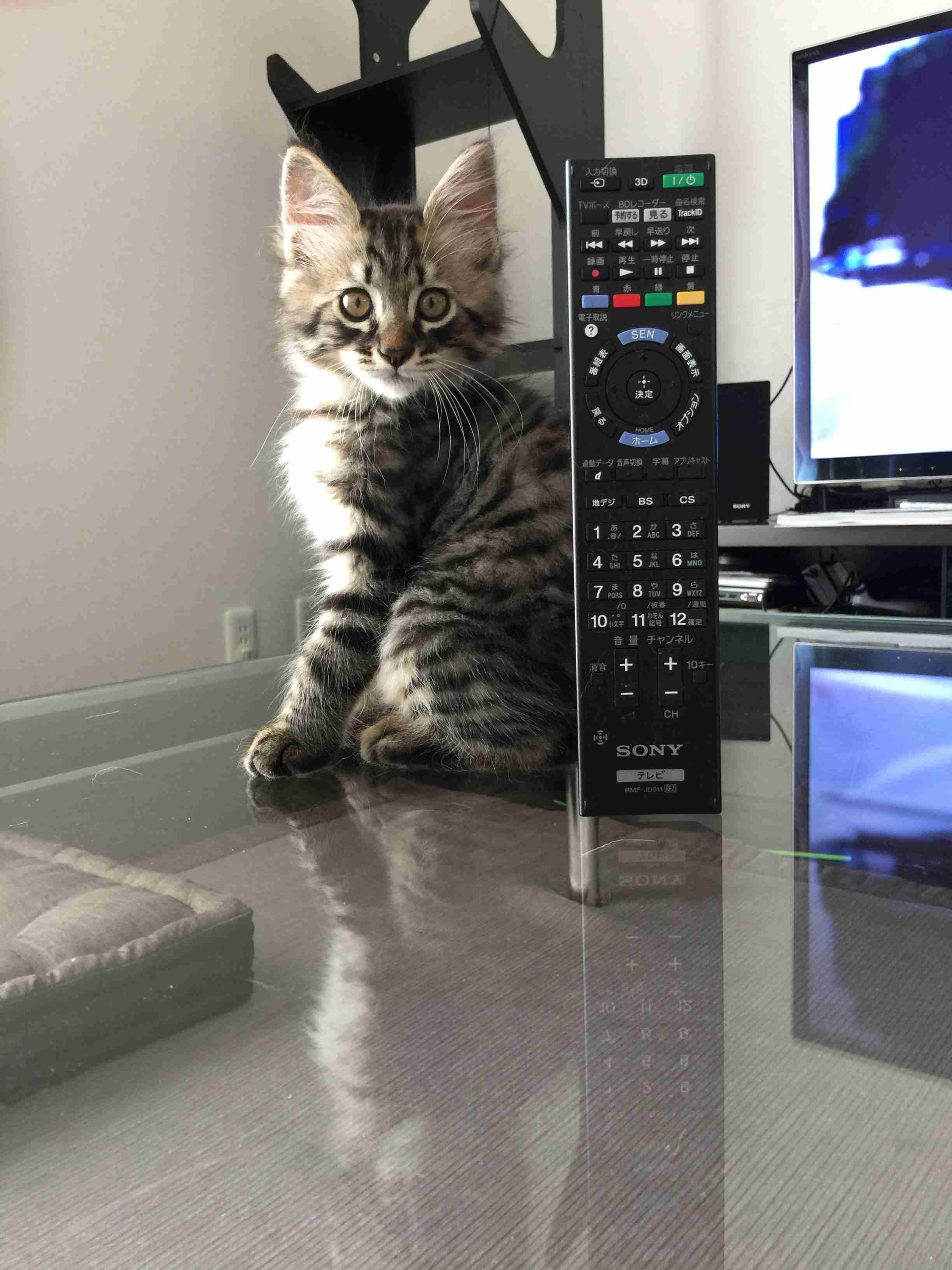 【身バレしない程度に】お宅の愛猫ちゃんを見せてください！part11 