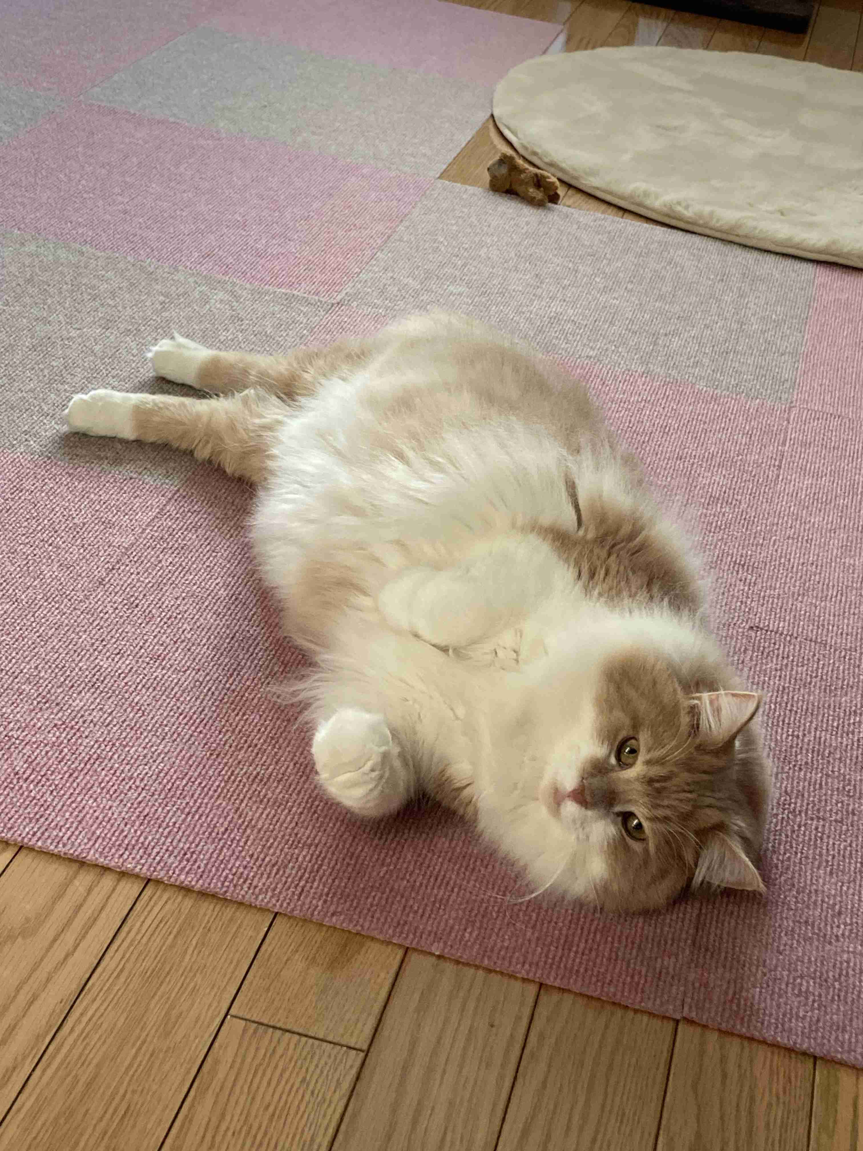 【身バレしない程度に】お宅の愛猫ちゃんを見せてください！part11 