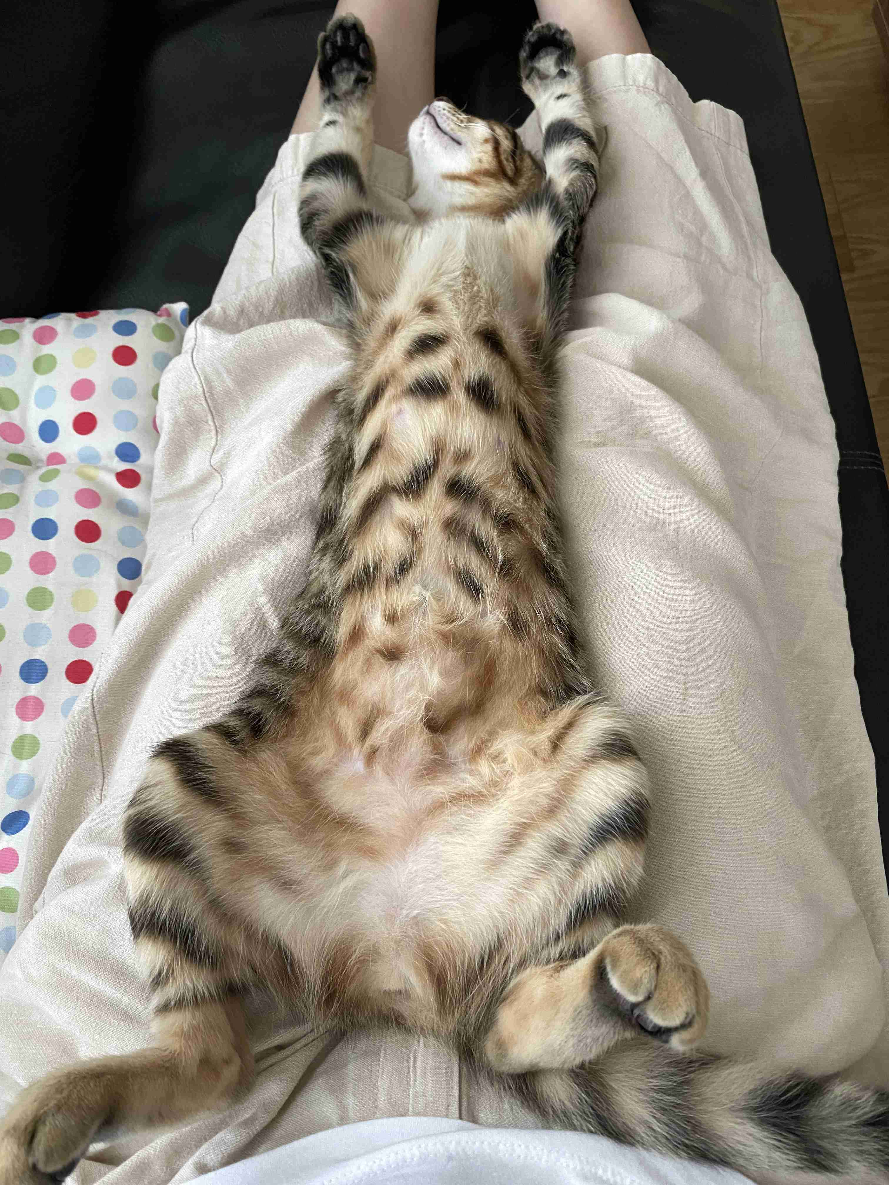 【身バレしない程度に】お宅の愛猫ちゃんを見せてください！part11 