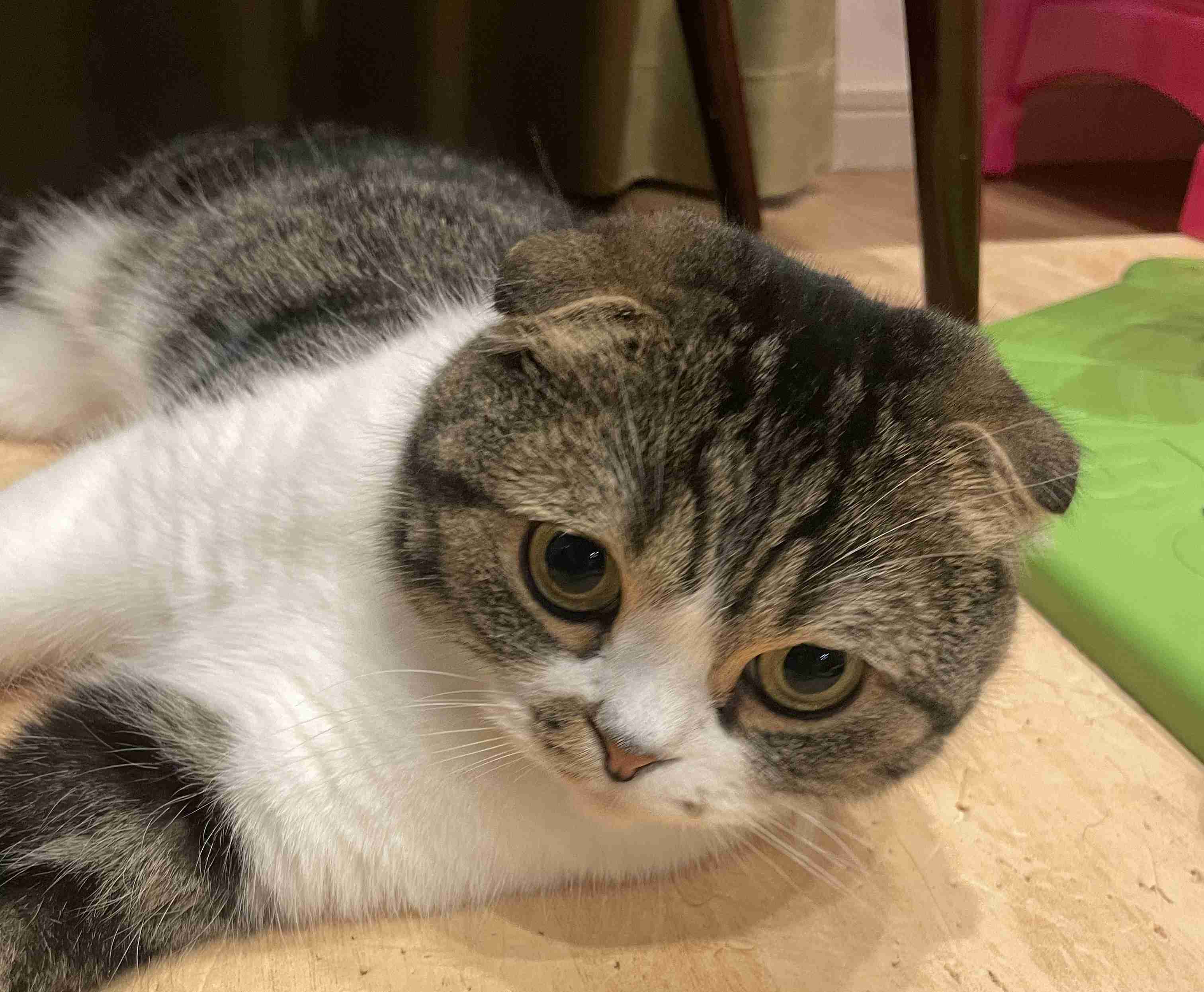 【身バレしない程度に】お宅の愛猫ちゃんを見せてください！part11 