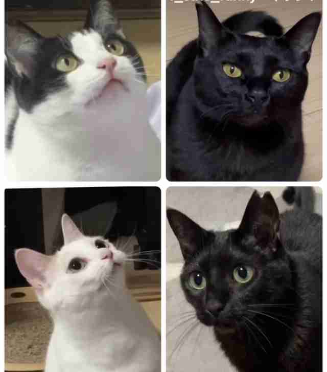 【身バレしない程度に】お宅の愛猫ちゃんを見せてください！part11 