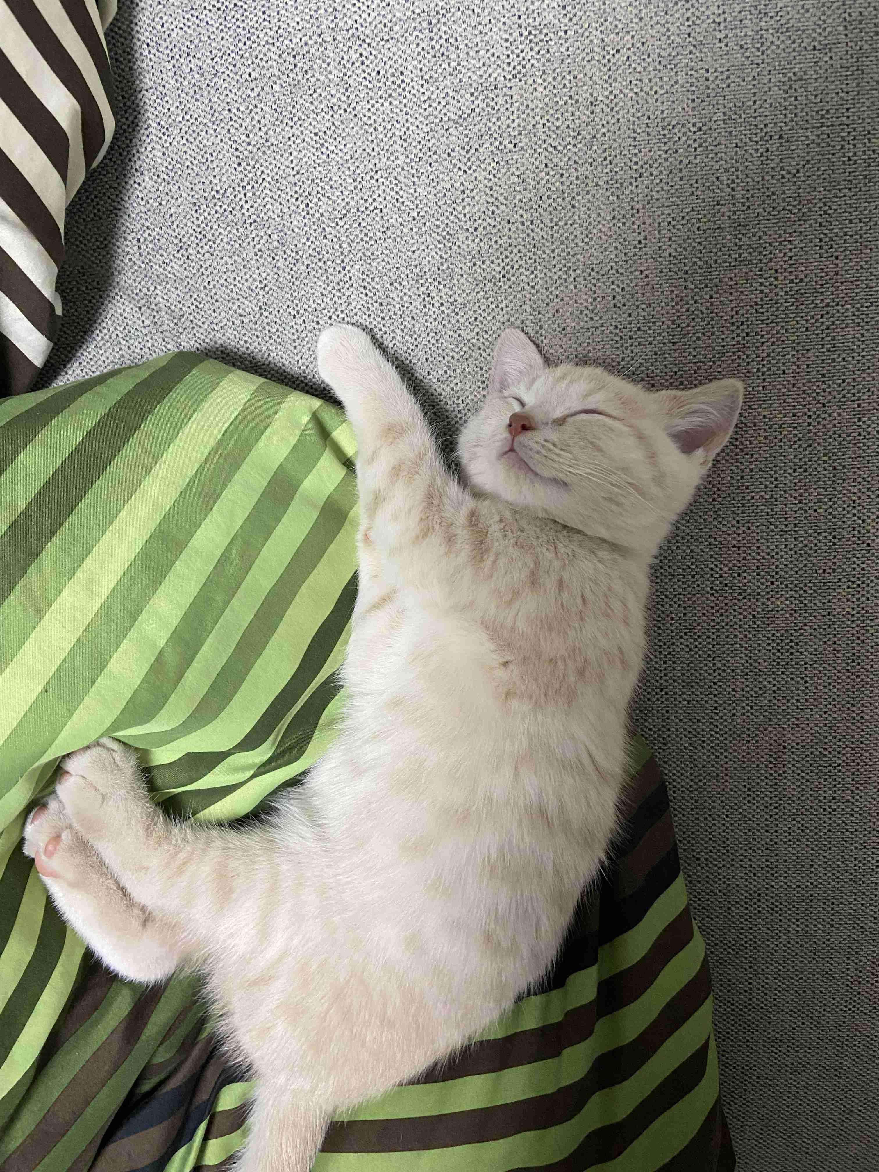 【身バレしない程度に】お宅の愛猫ちゃんを見せてください！part11 