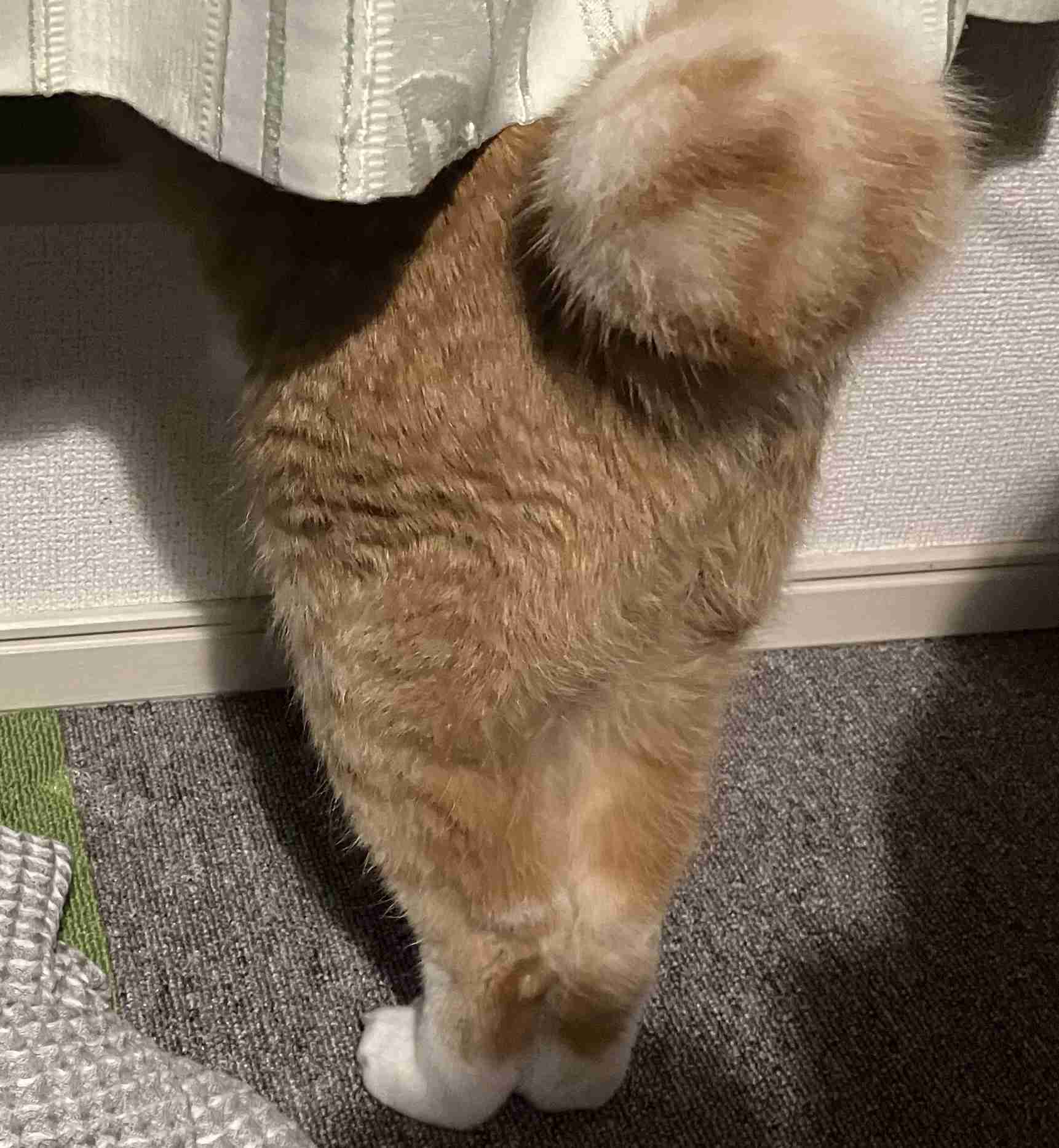 【身バレしない程度に】お宅の愛猫ちゃんを見せてください！part11 