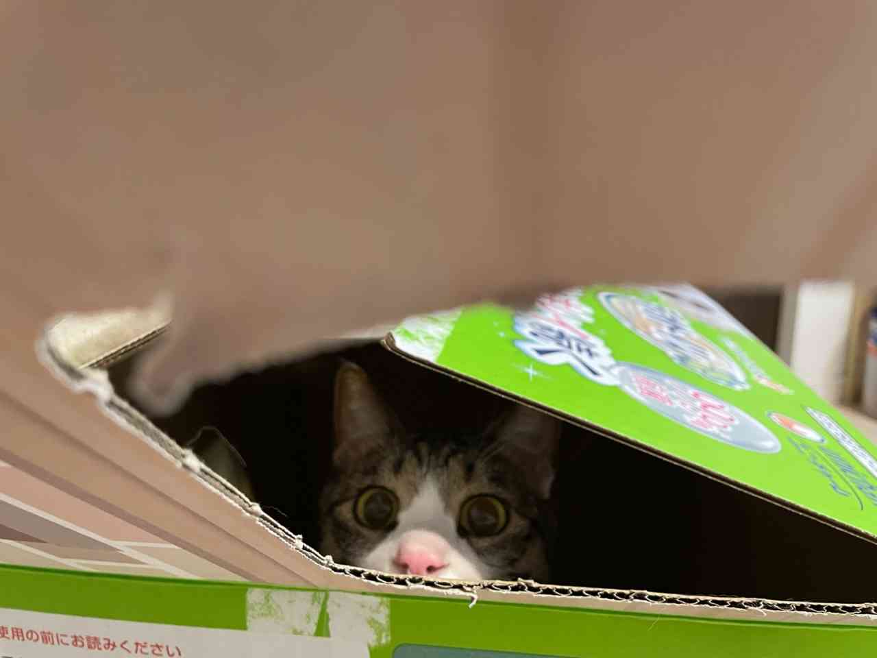 【身バレしない程度に】お宅の愛猫ちゃんを見せてください！part11 