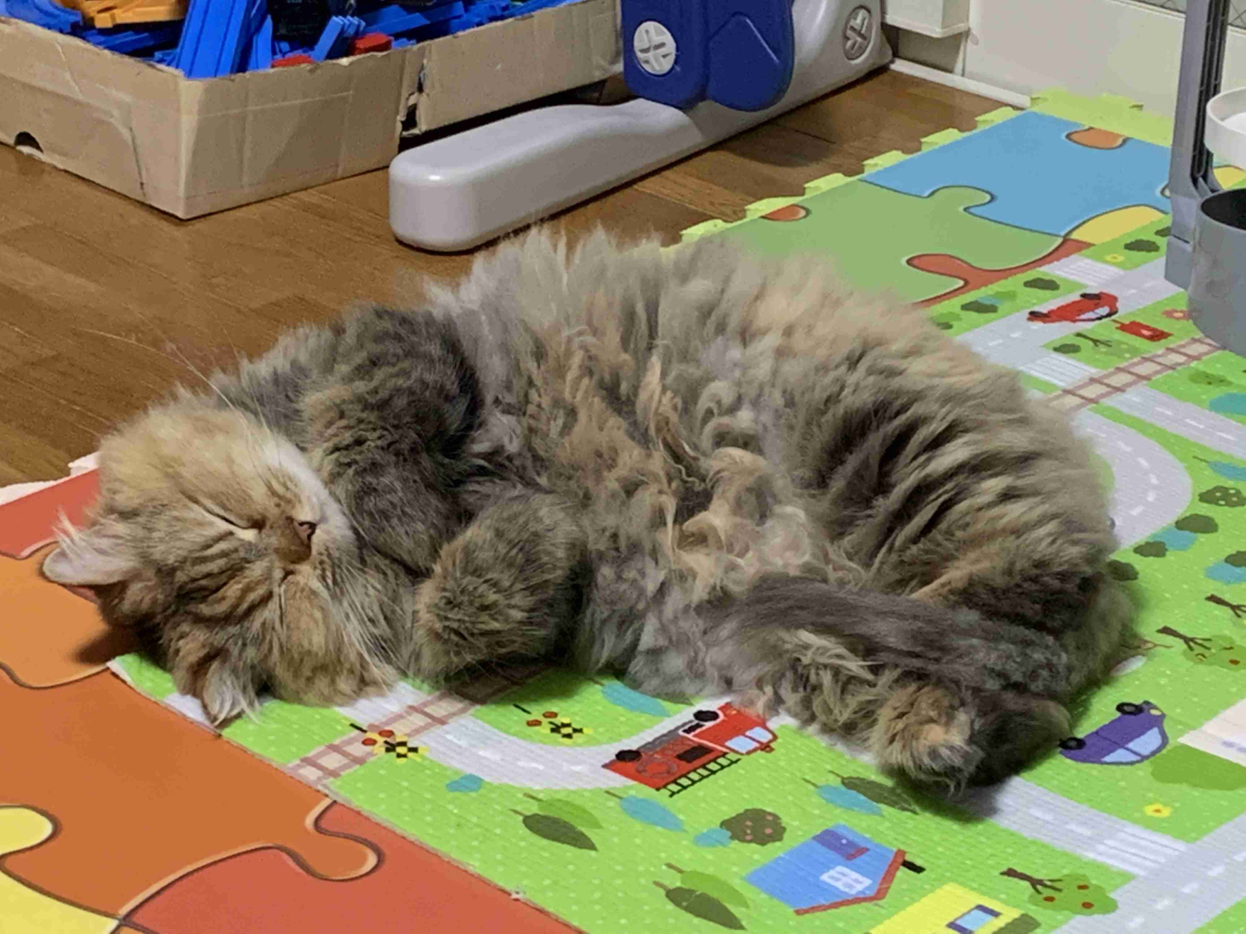 【身バレしない程度に】お宅の愛猫ちゃんを見せてください！part11 