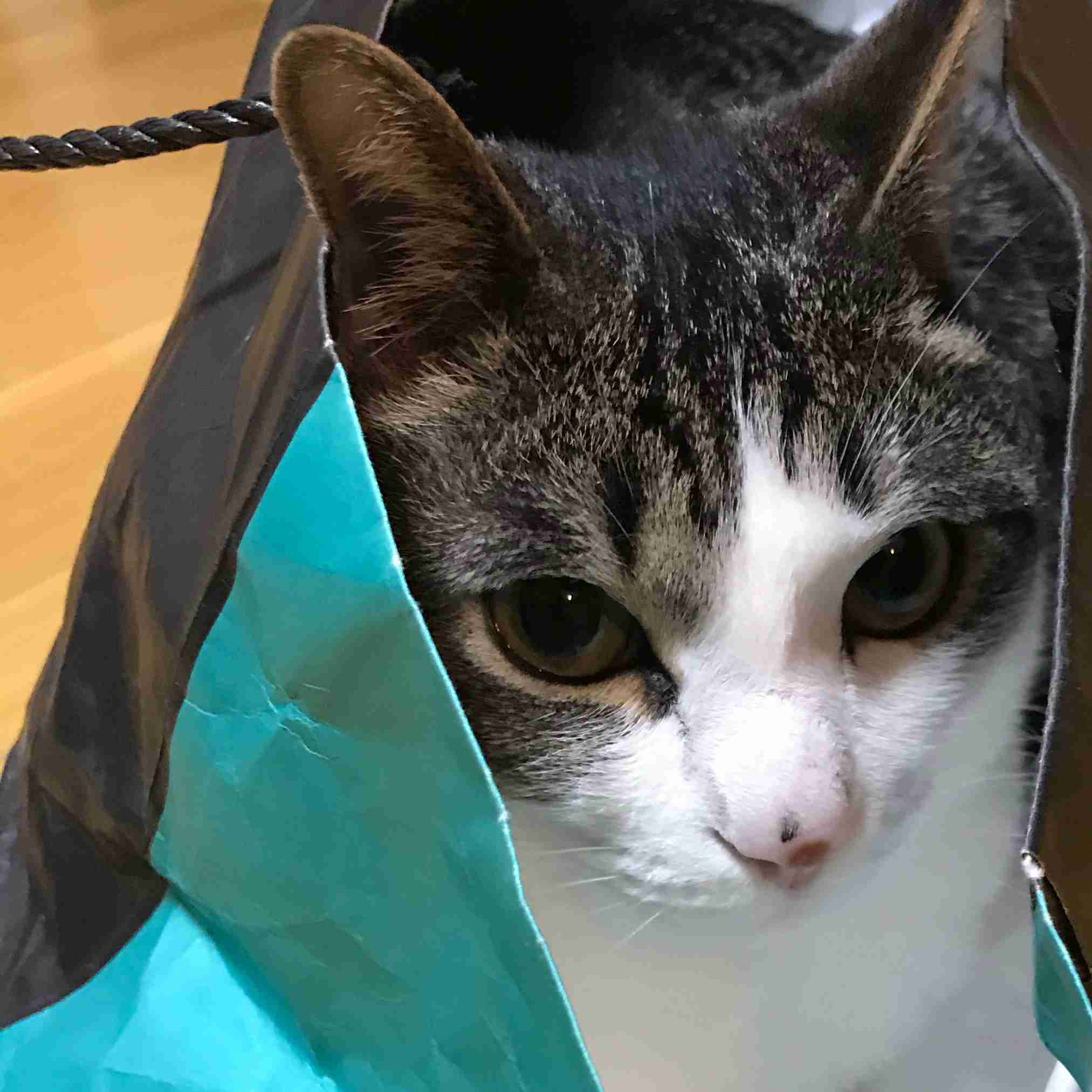 【身バレしない程度に】お宅の愛猫ちゃんを見せてください！part11 