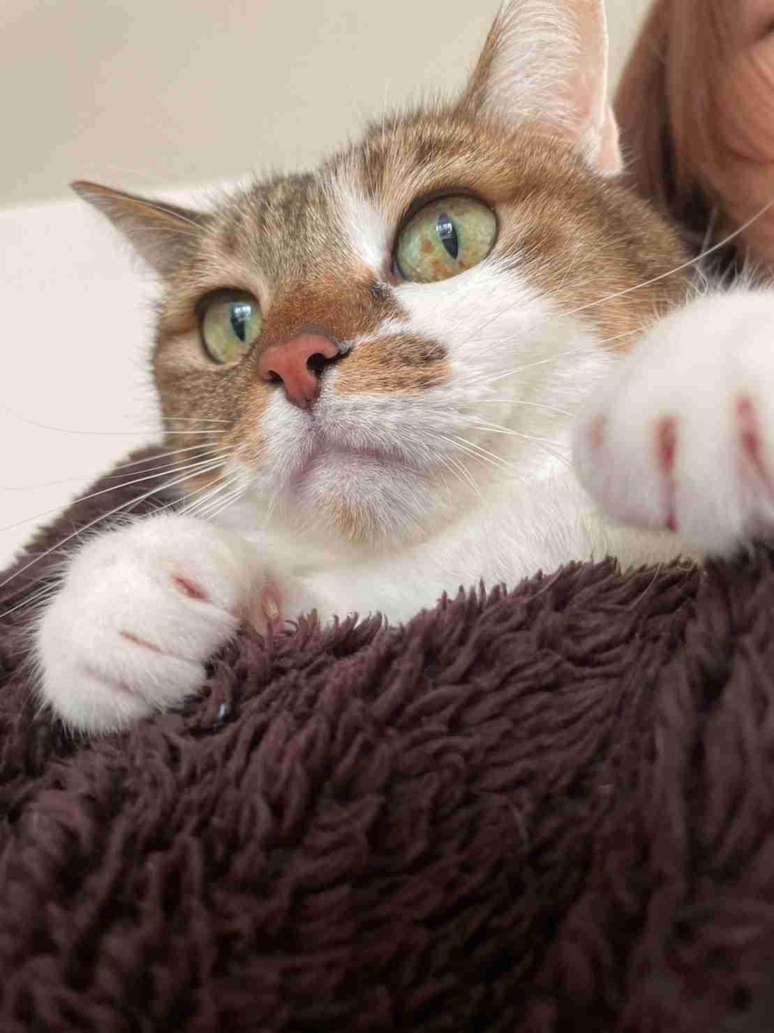 【身バレしない程度に】お宅の愛猫ちゃんを見せてください！part11 