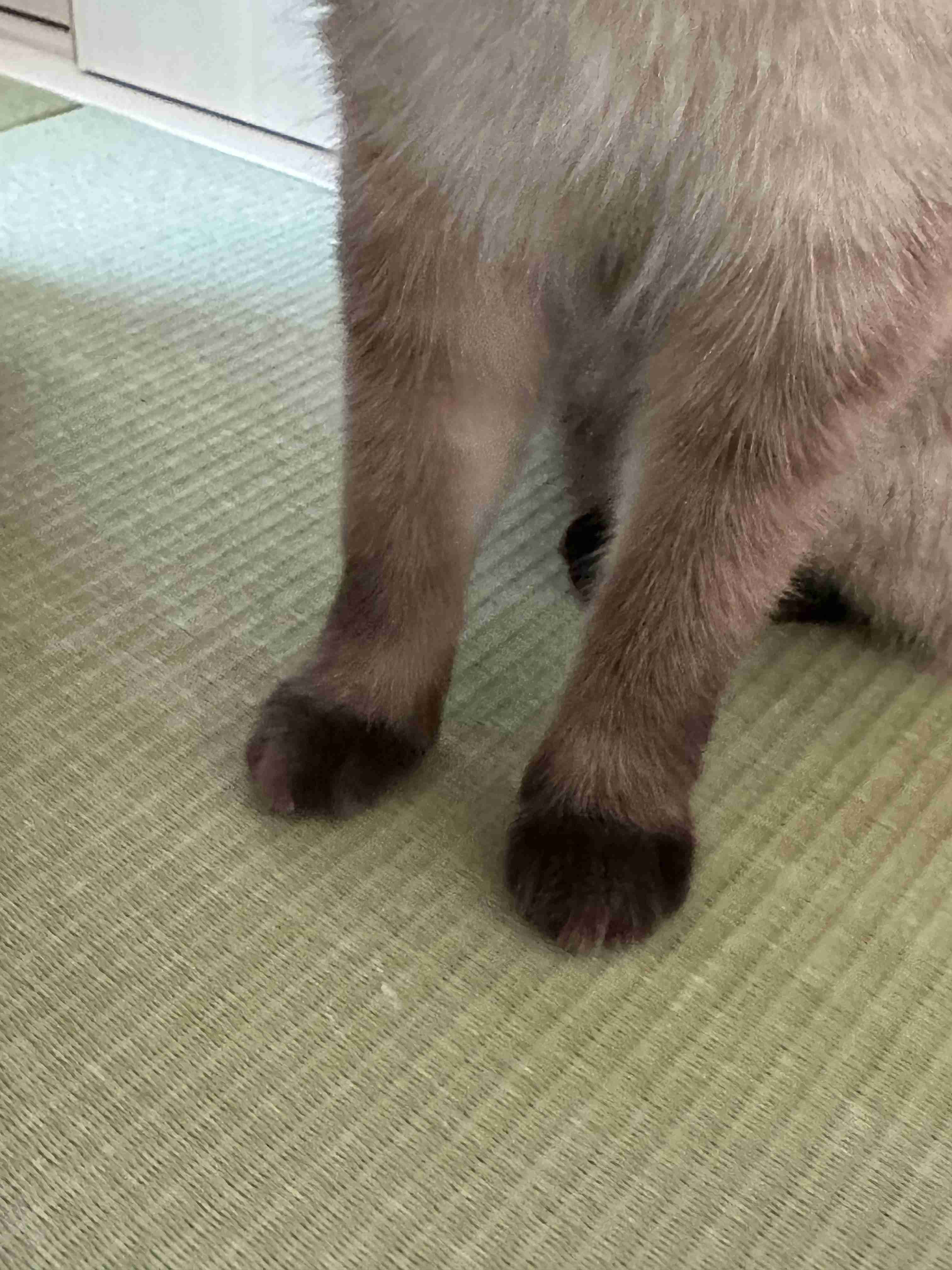 【身バレしない程度に】お宅の愛猫ちゃんを見せてください！part11 