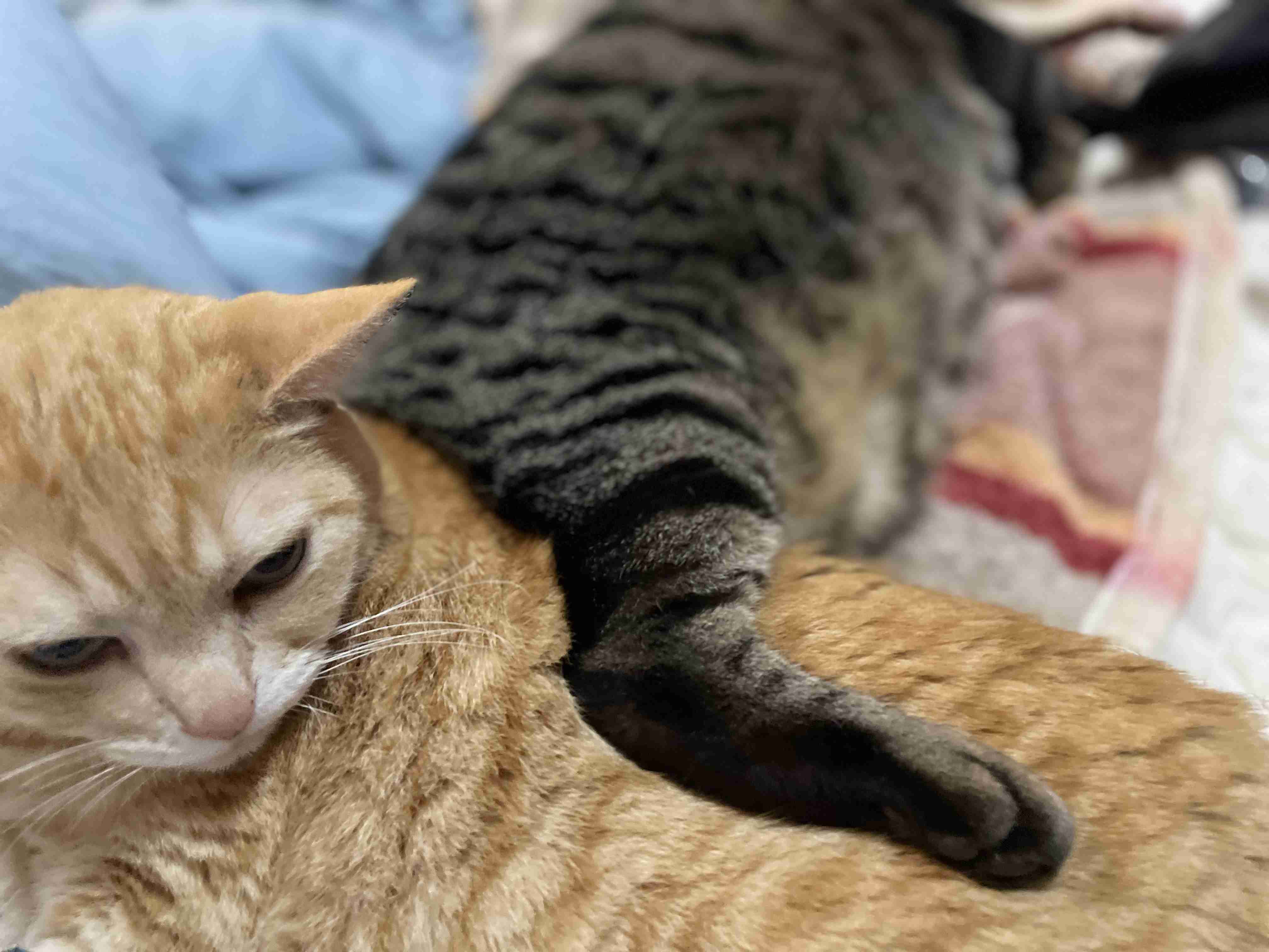 【身バレしない程度に】お宅の愛猫ちゃんを見せてください！part11 